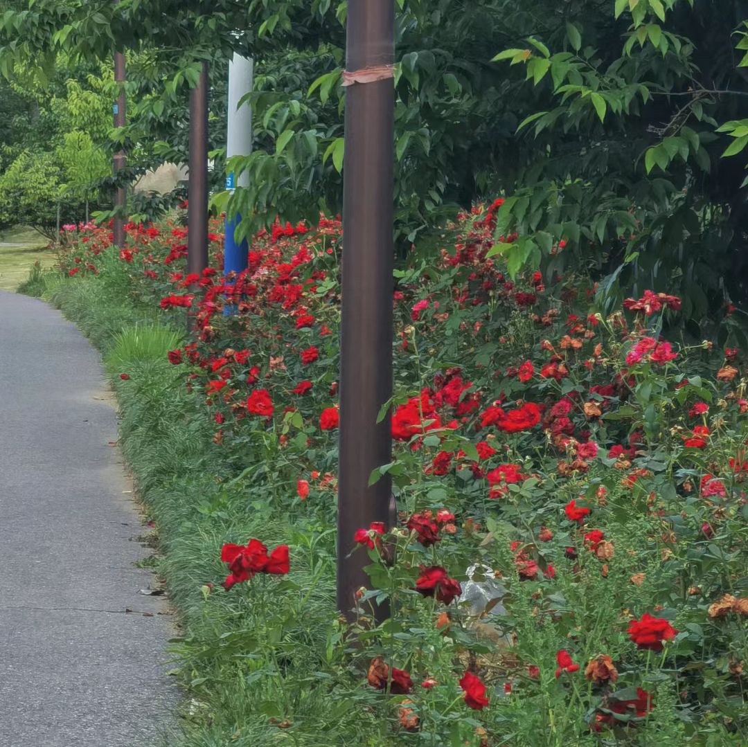 宣城植物园旅行图片