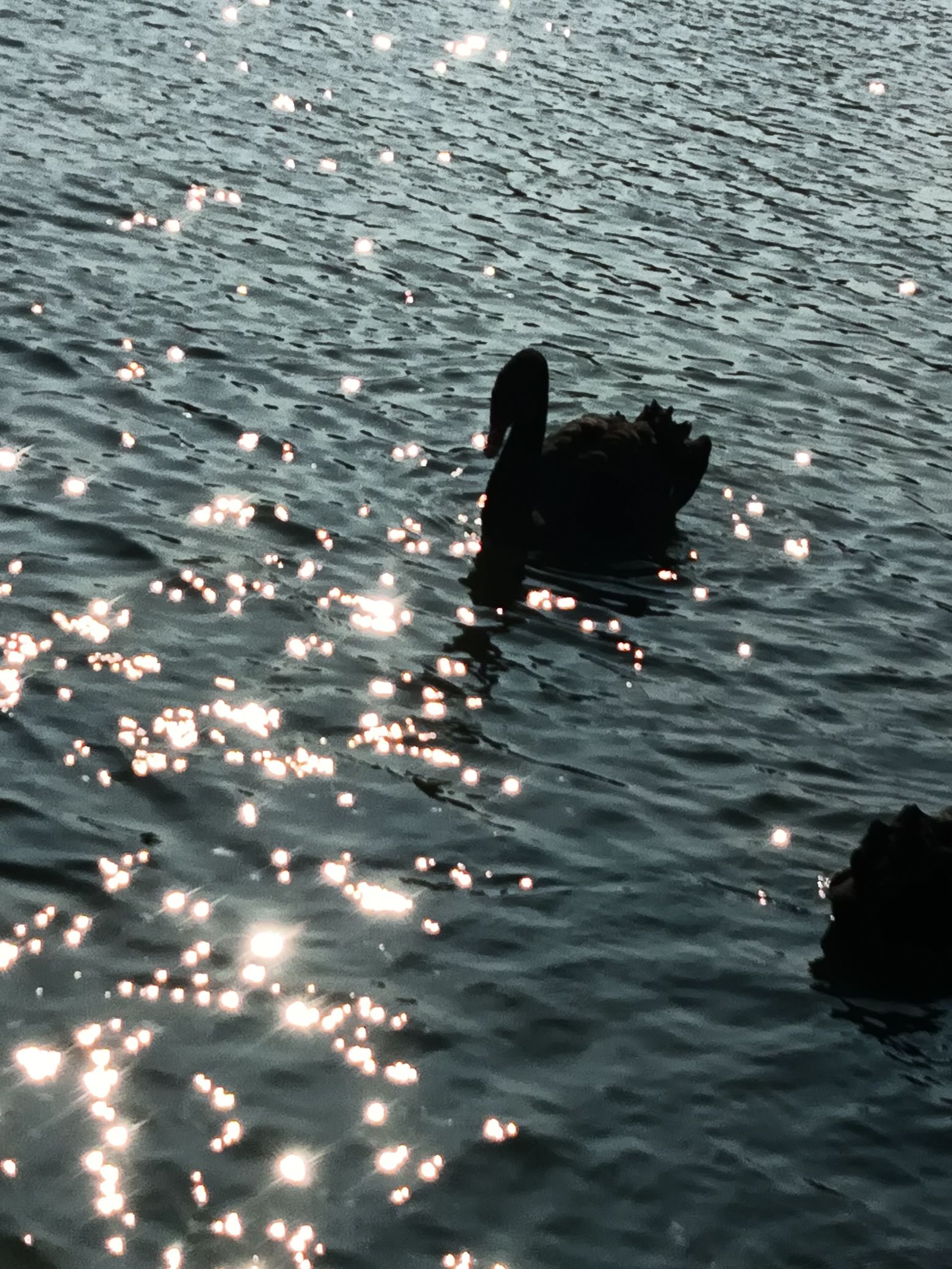 五缘湾旅行图片