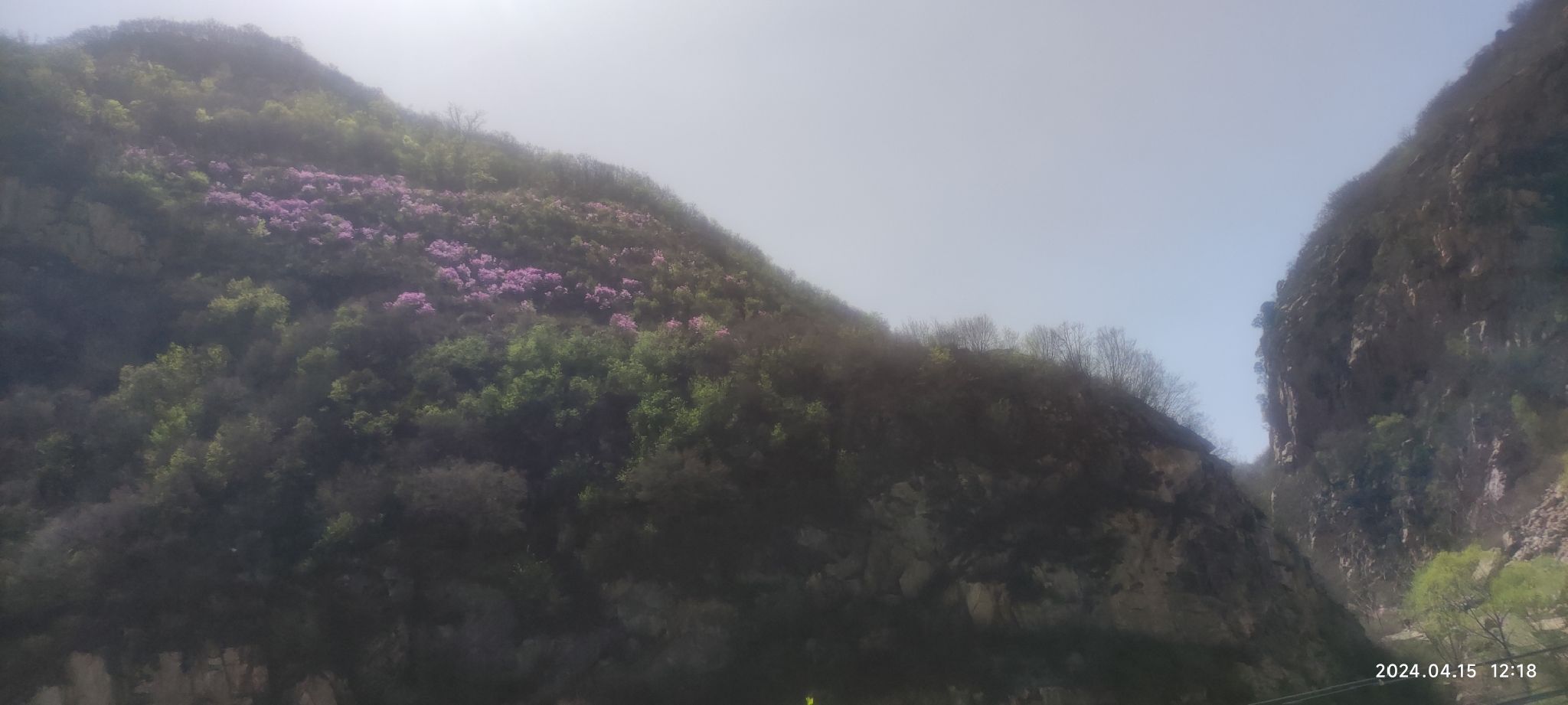 黄粱根映山红峡谷