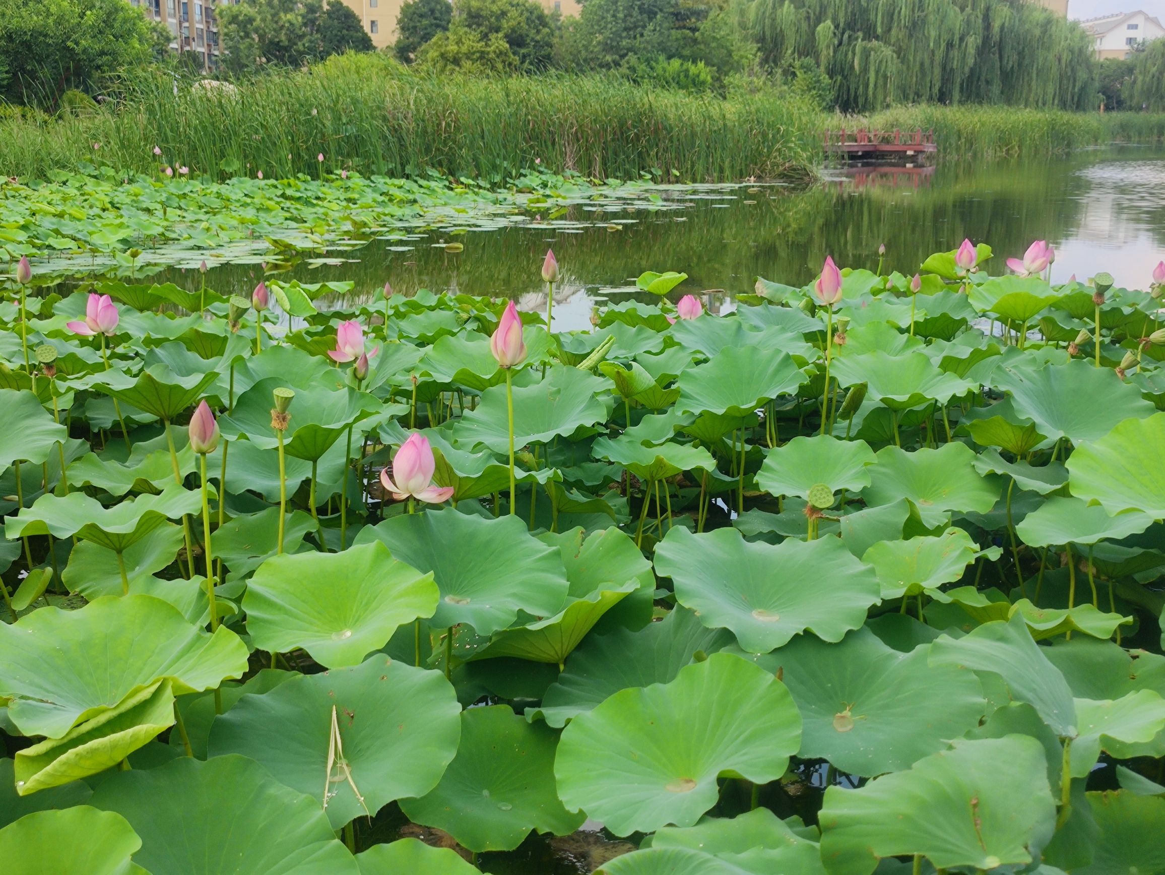 东湖公园旅行图片
