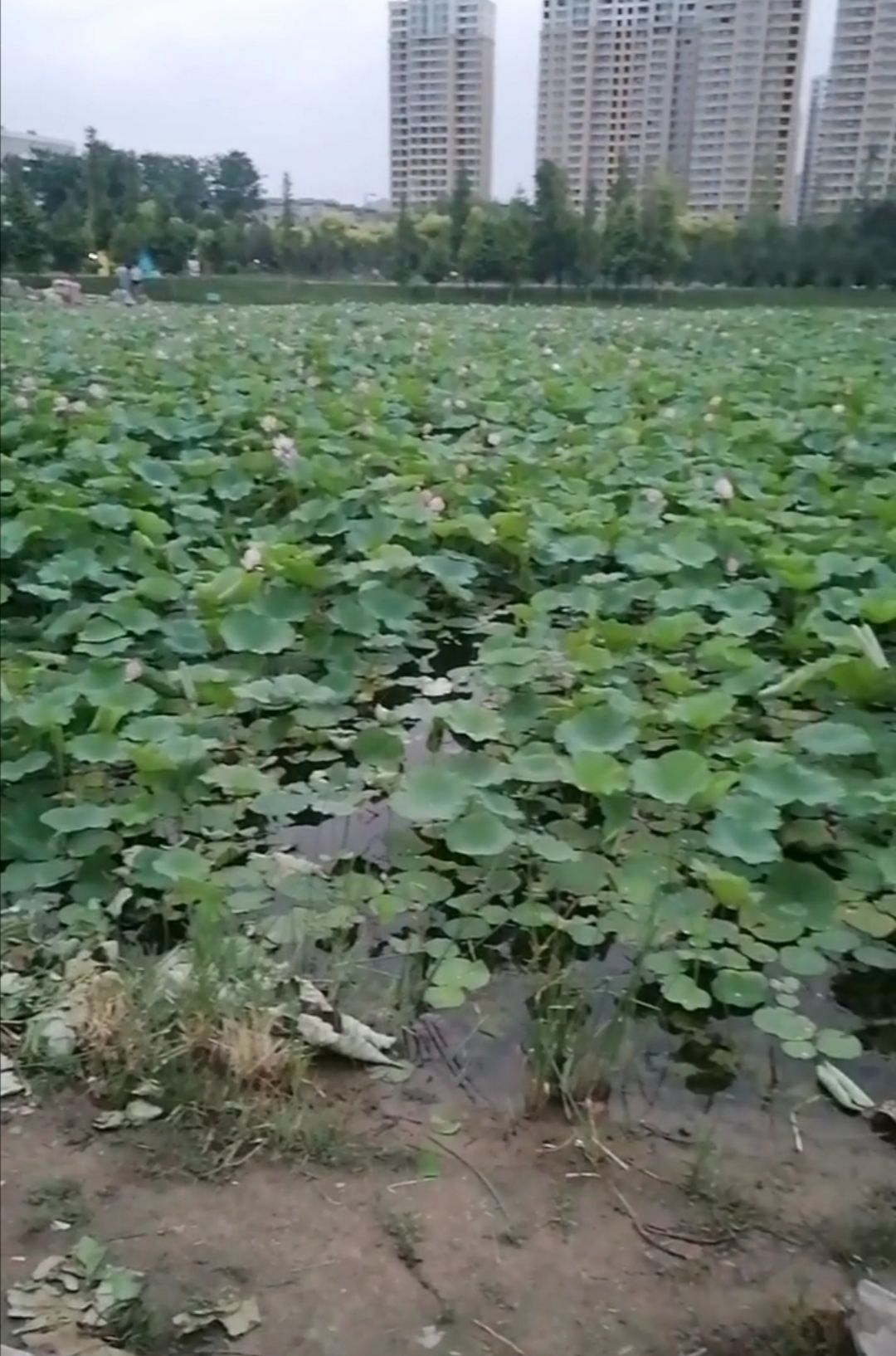 襄湖岛湿地公园