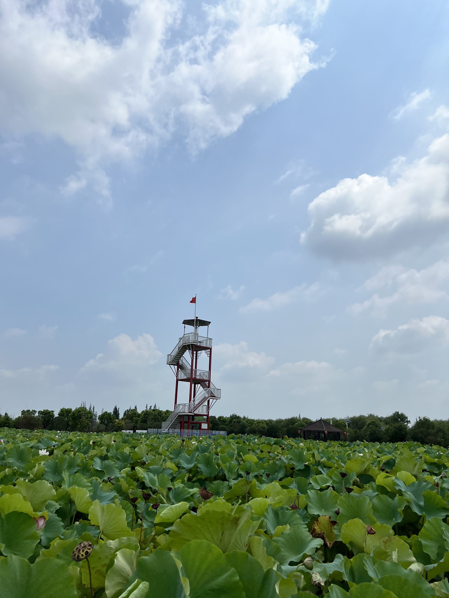 上海崇明荷花博览园旅行图片