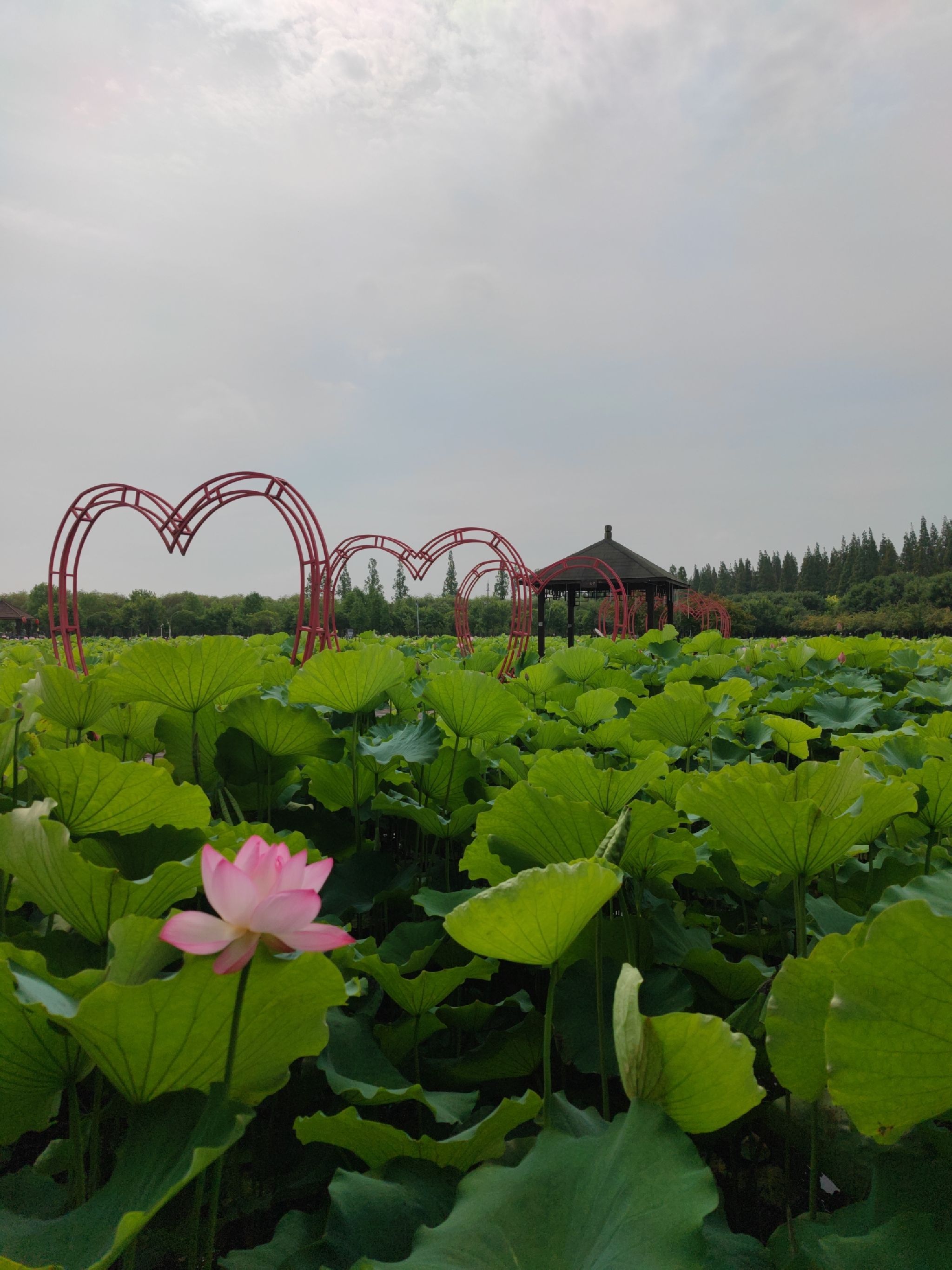 上海崇明荷花博览园旅行图片