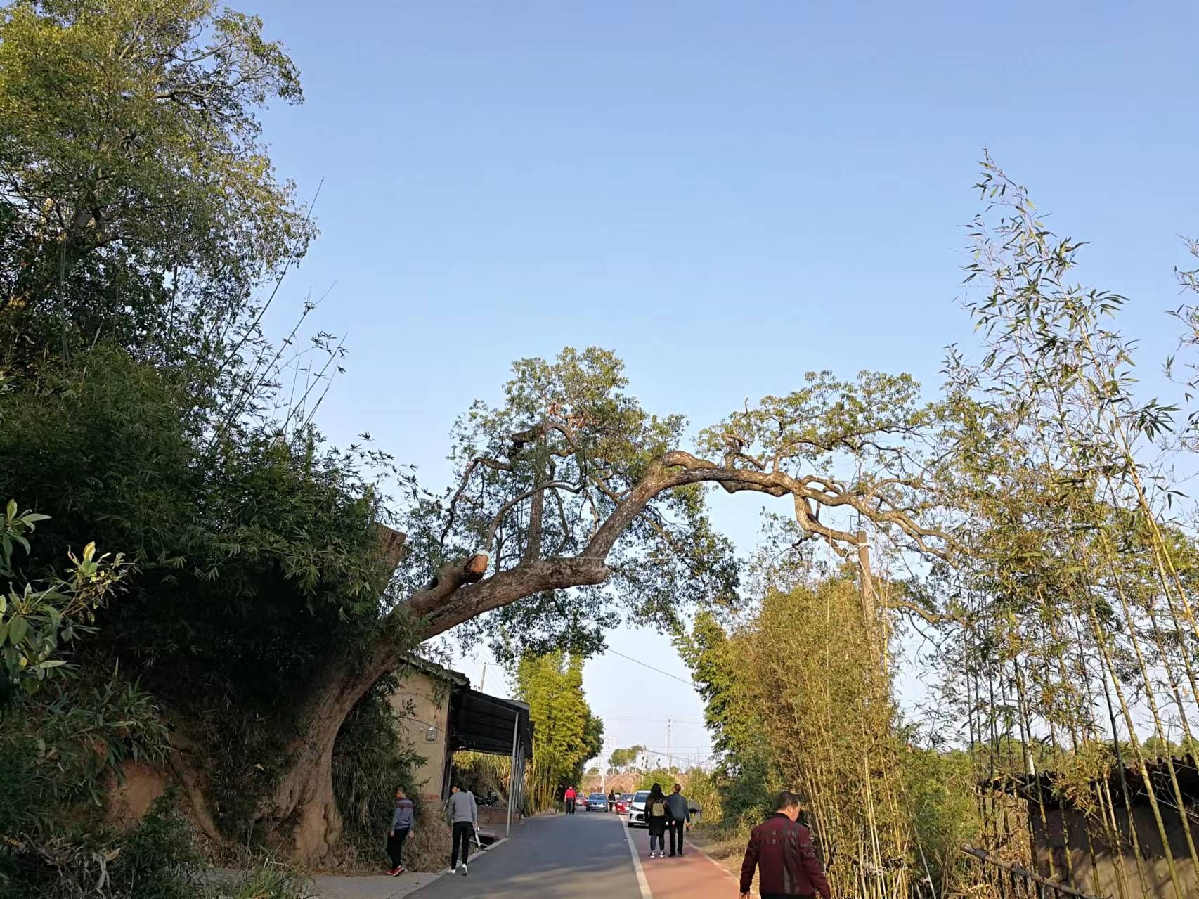 如意湖湿地公园旅行图片