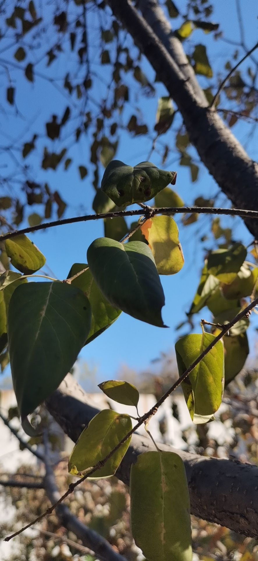 箕城公园旅行图片