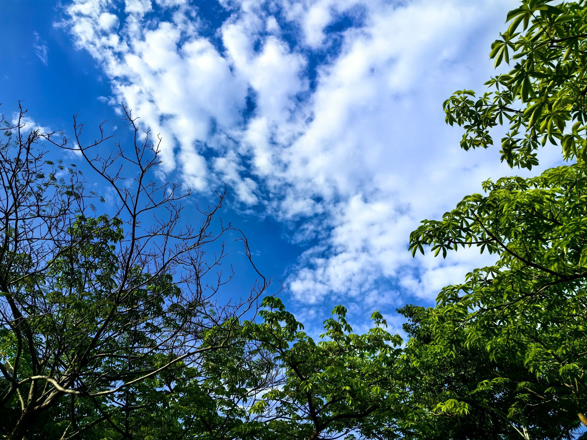深圳沙井公园旅行图片