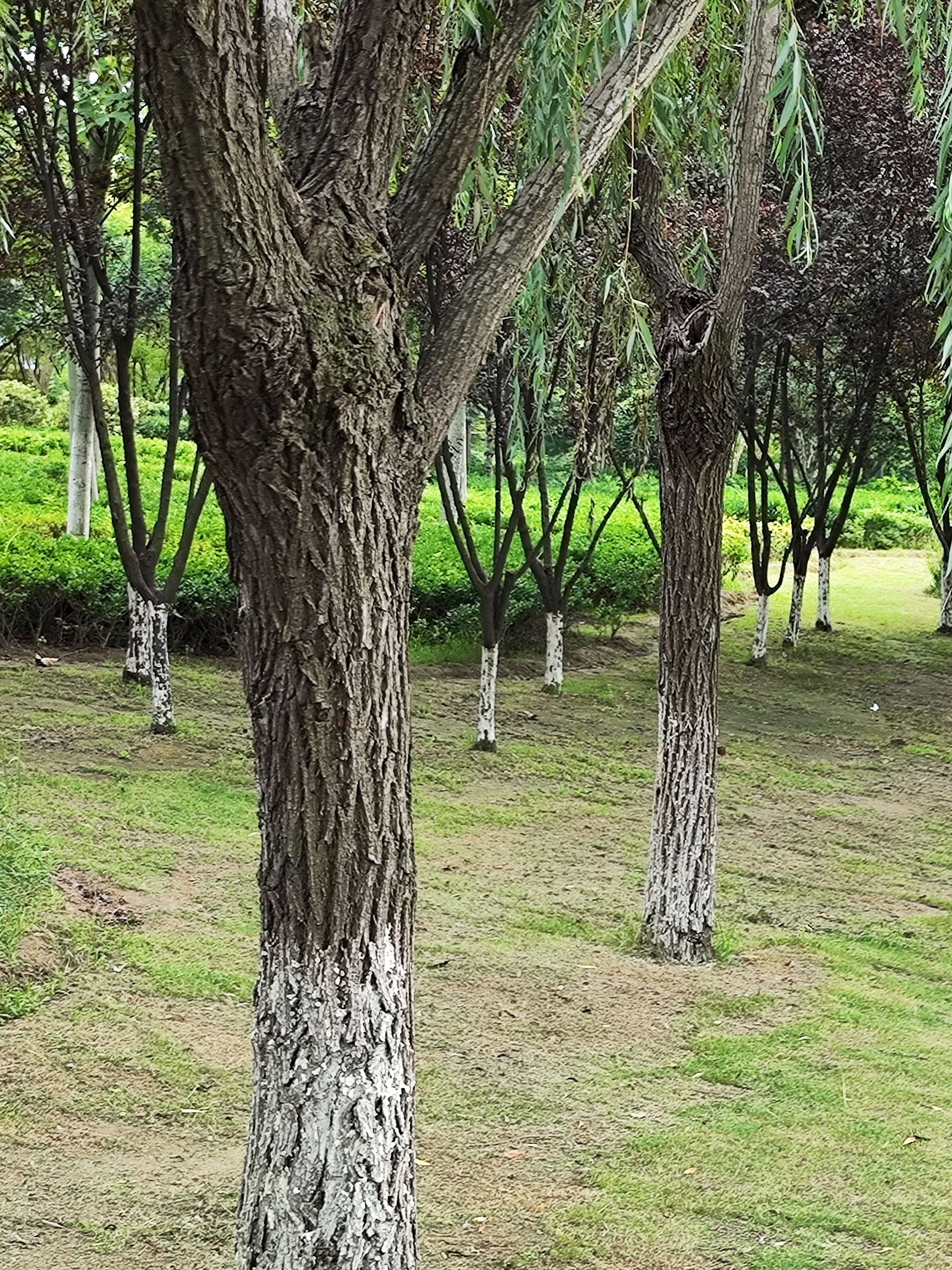 飞龙湖旅行图片