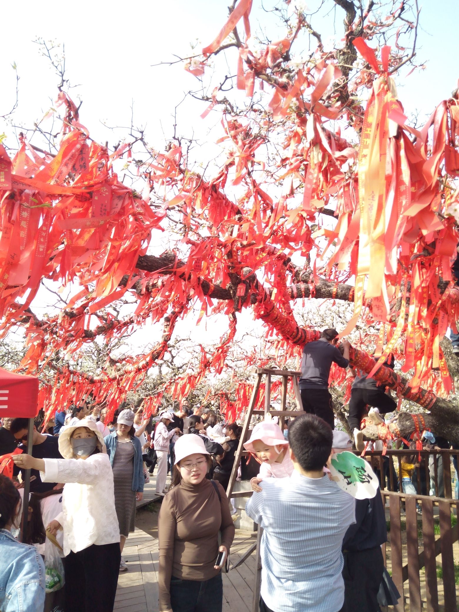 砀山梨树王景区旅行图片