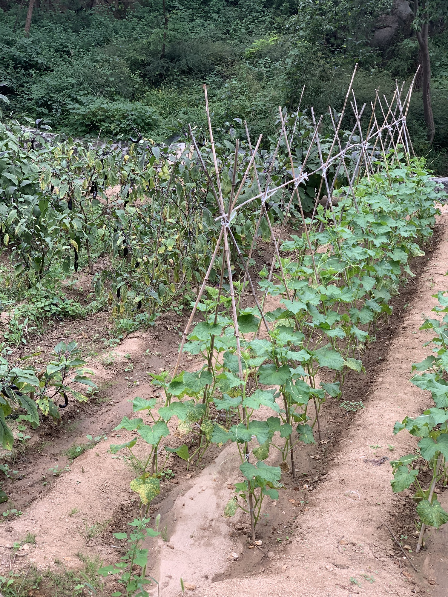 蓬莱艾山国家森林公园旅行图片