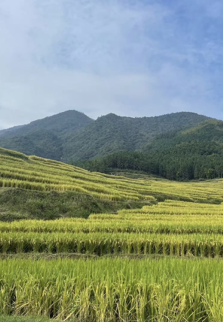 连山欧家梯田