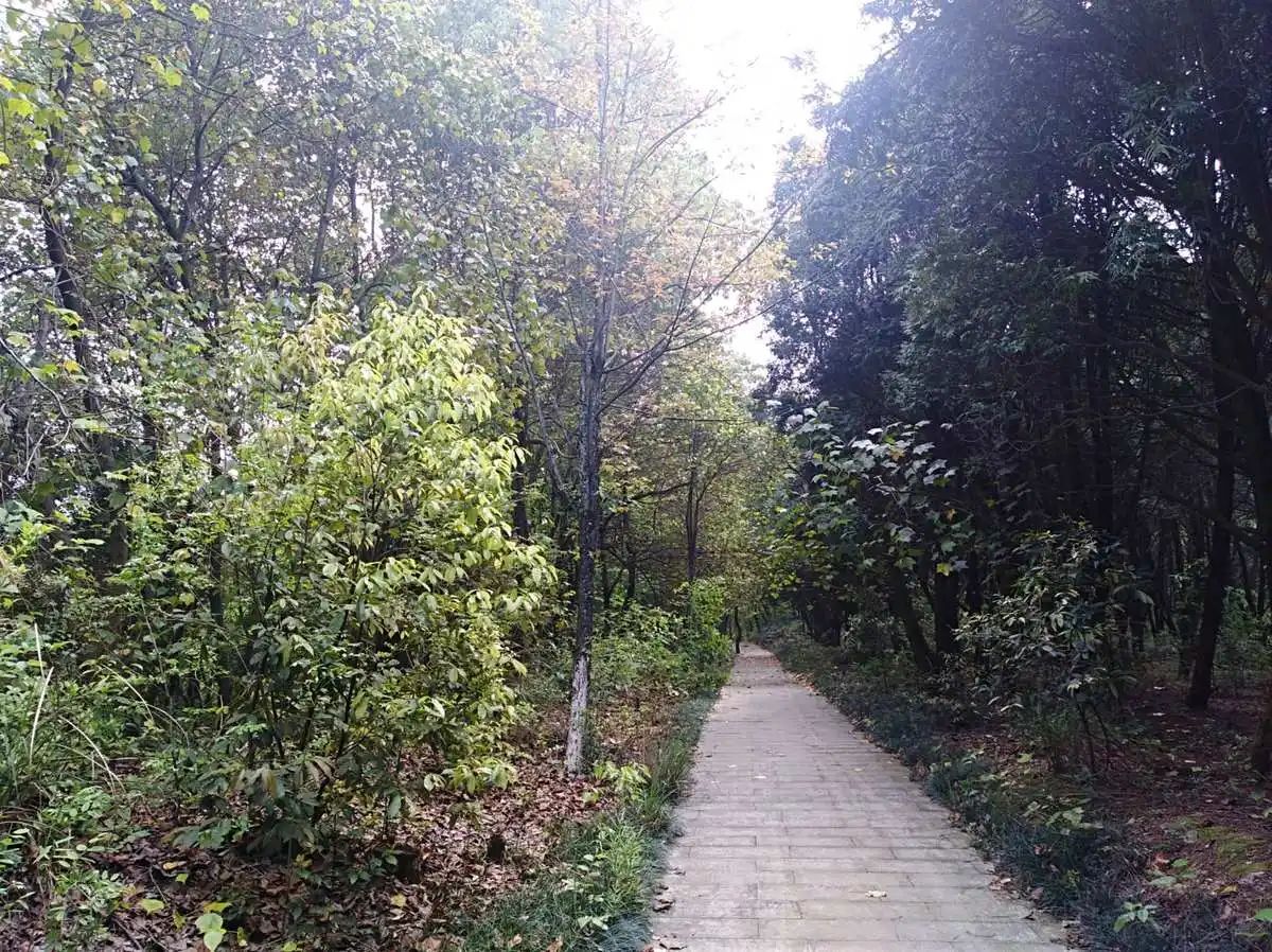 永州森林植物园旅行图片