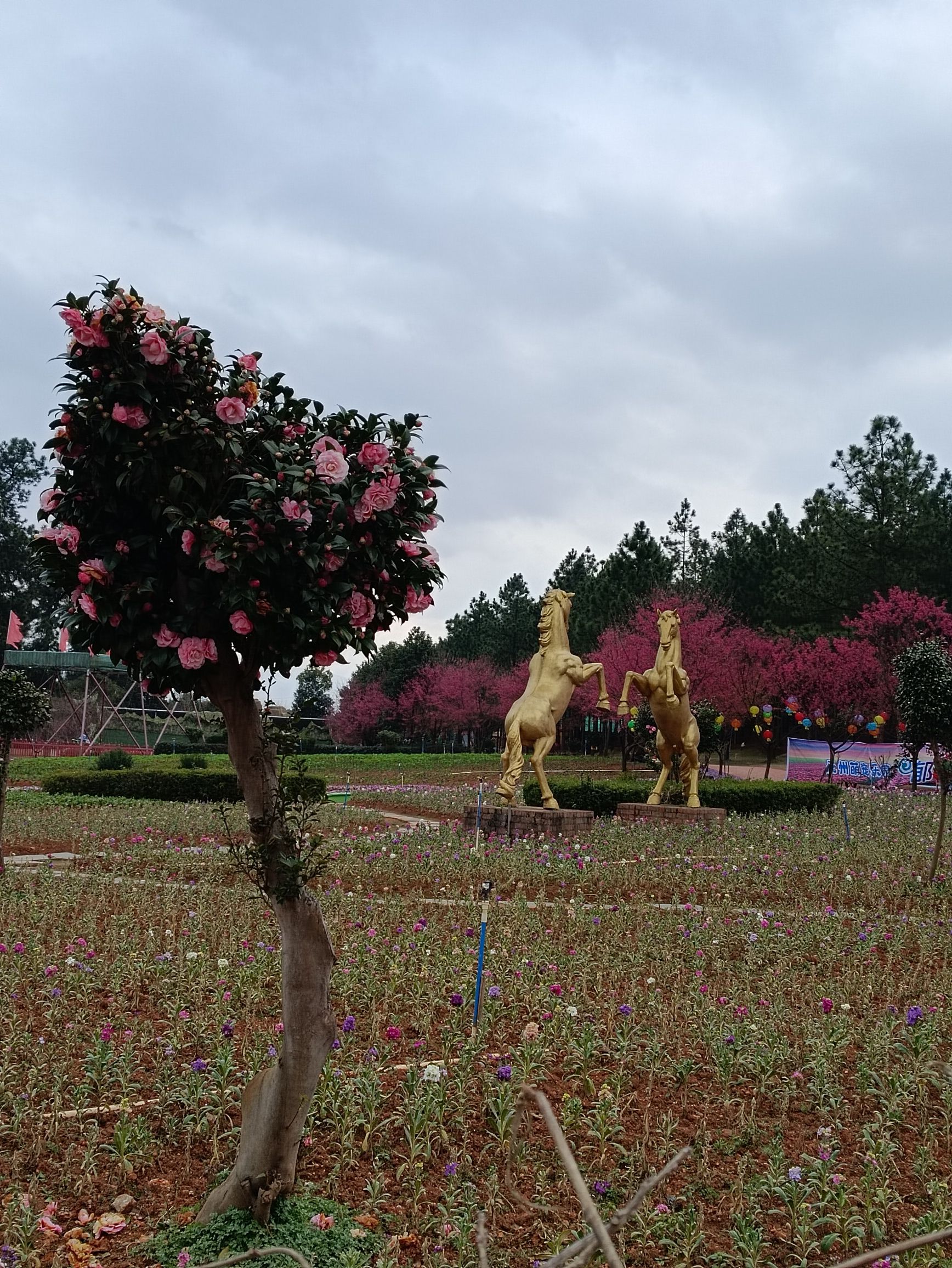 永州森林植物园旅行图片