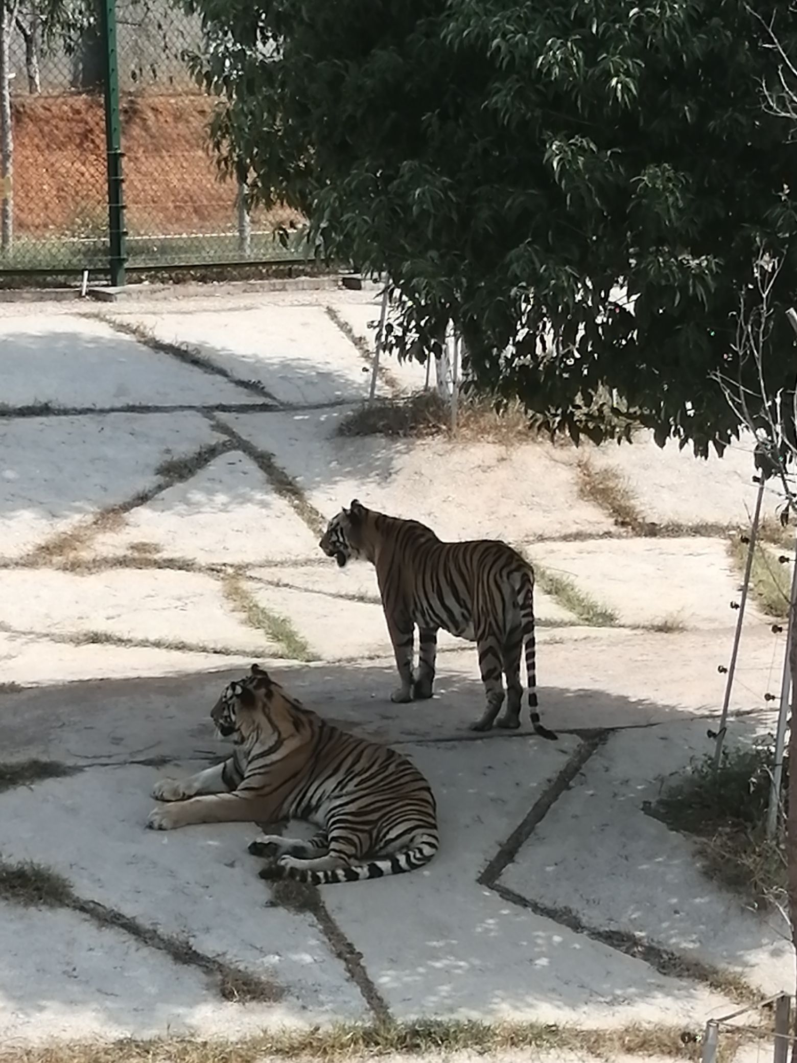 三珍虎园旅行图片