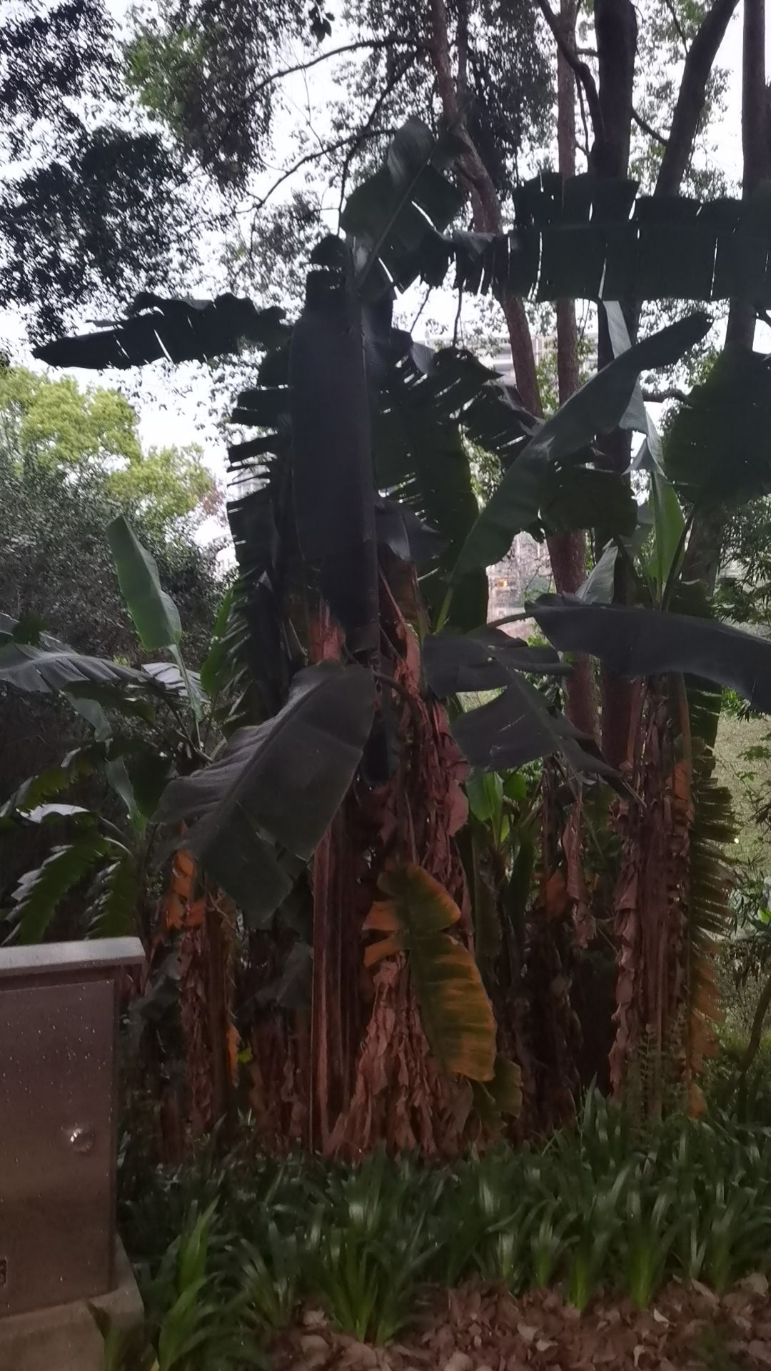 鱼咡湾公园旅行图片