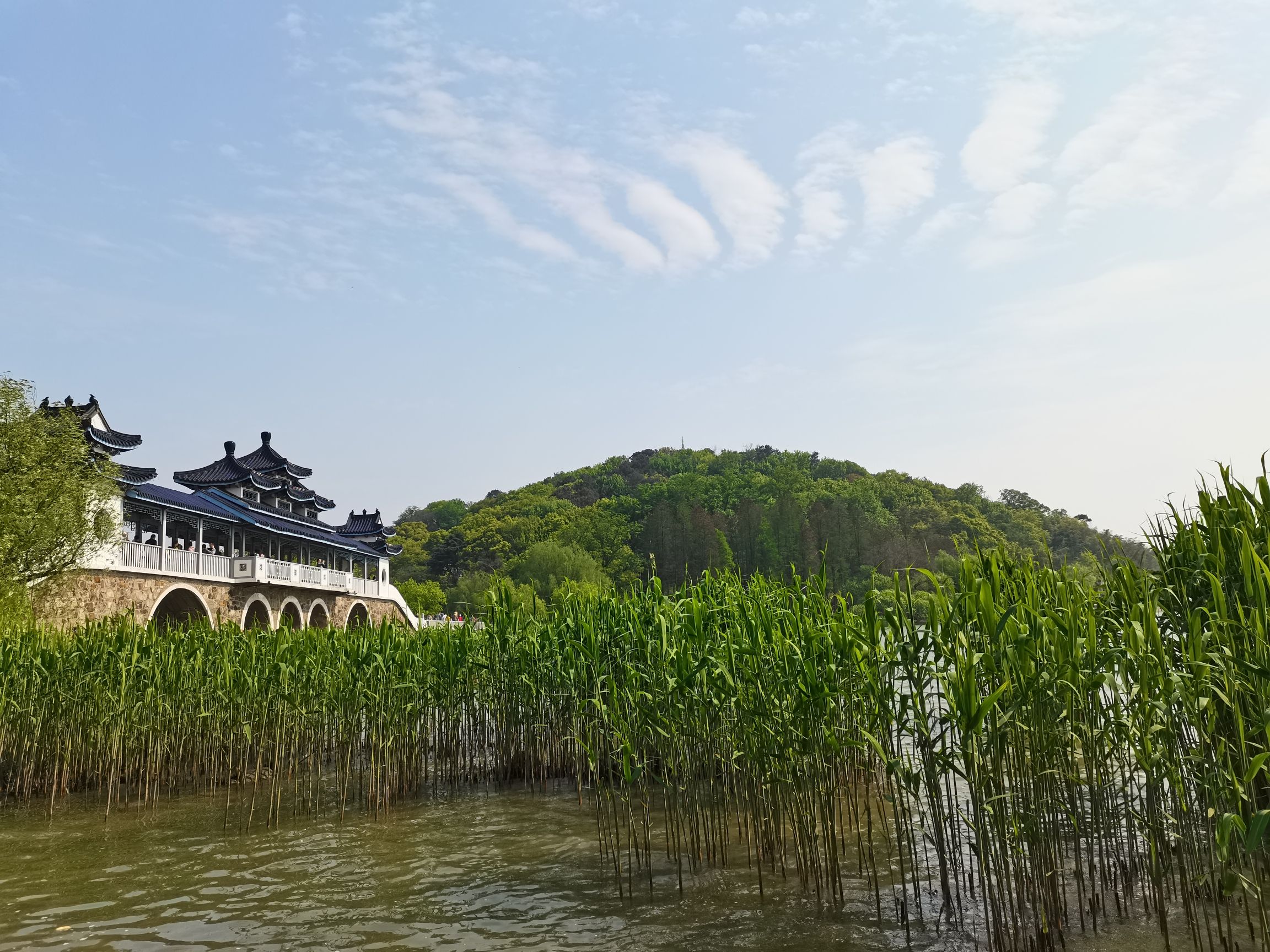 阳山桃博园
