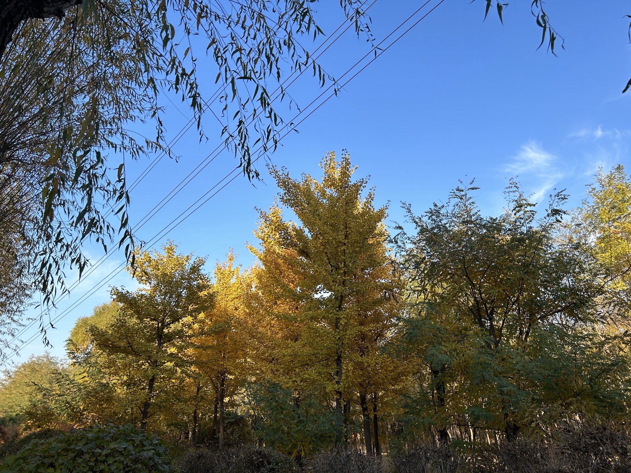 铁西森林公园