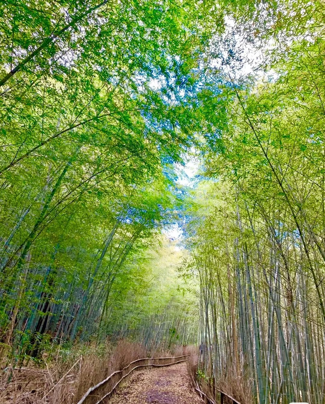 贵竹林公园