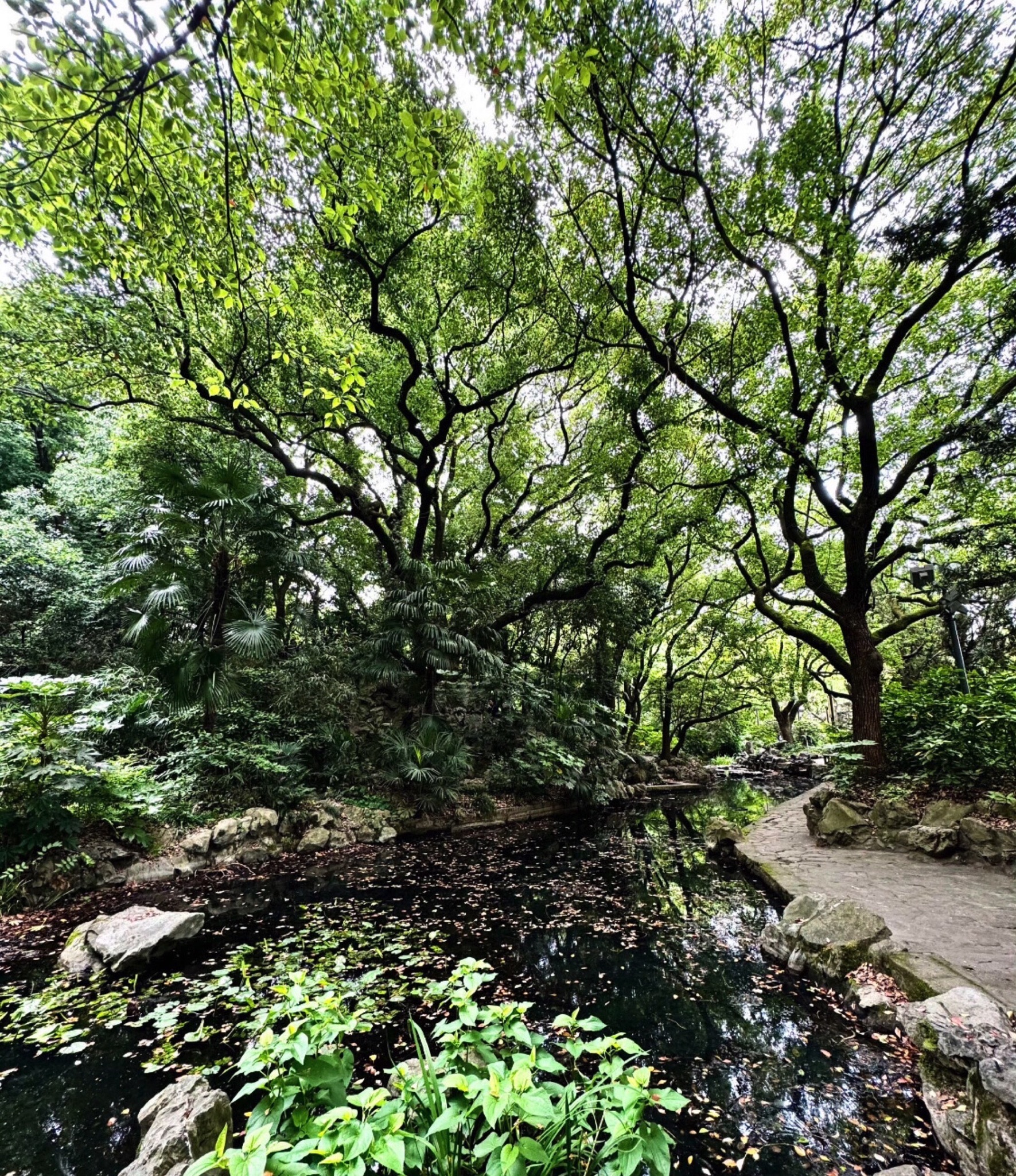 凤凰湖公园旅行图片