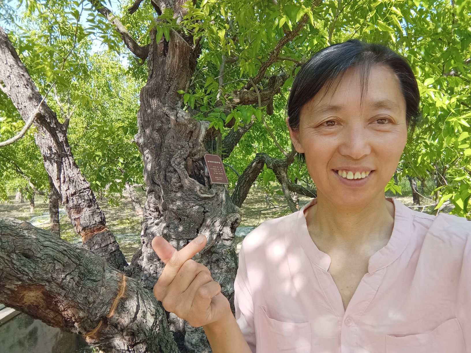母子树