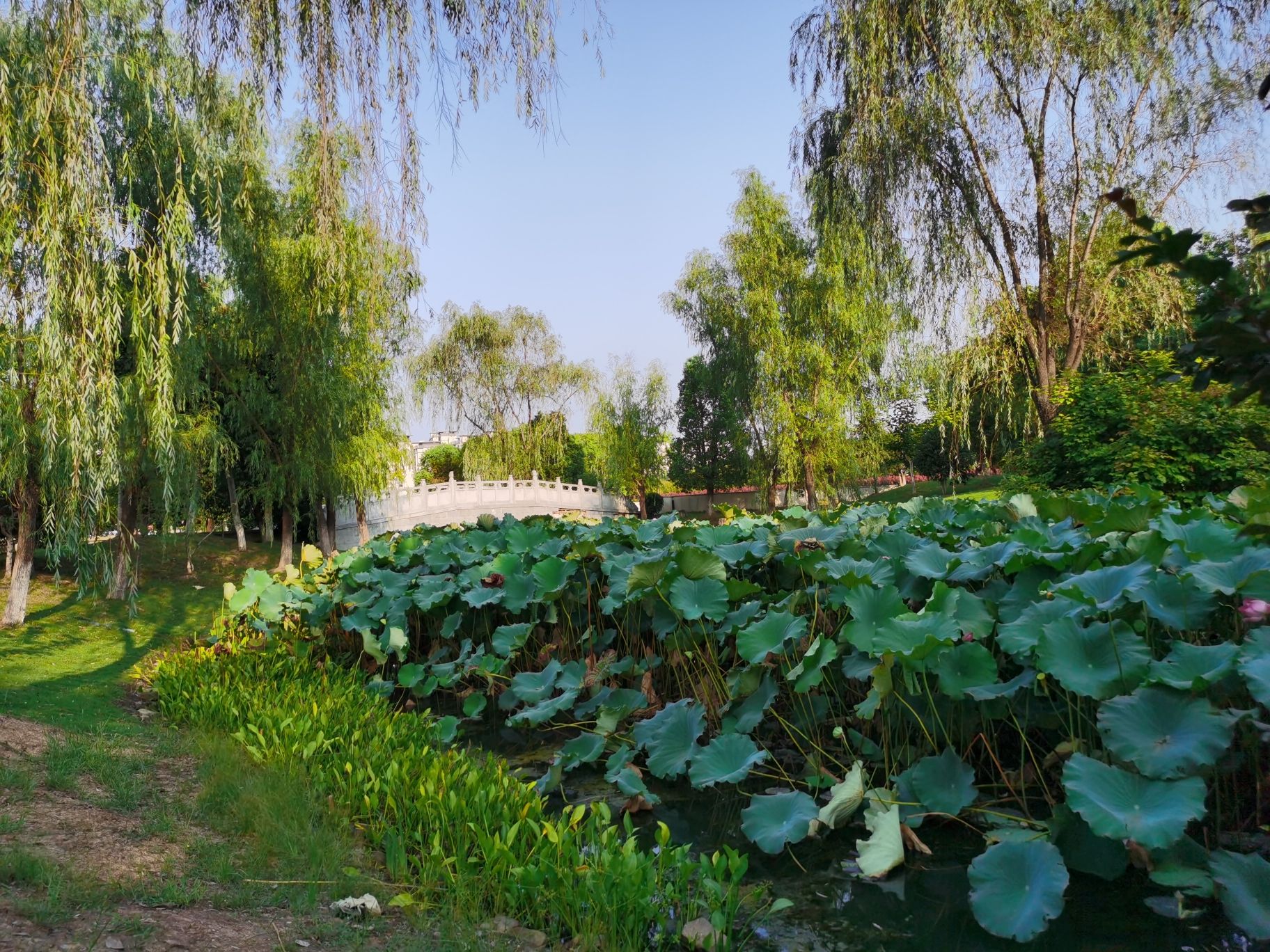 南湖湿地公园旅行图片