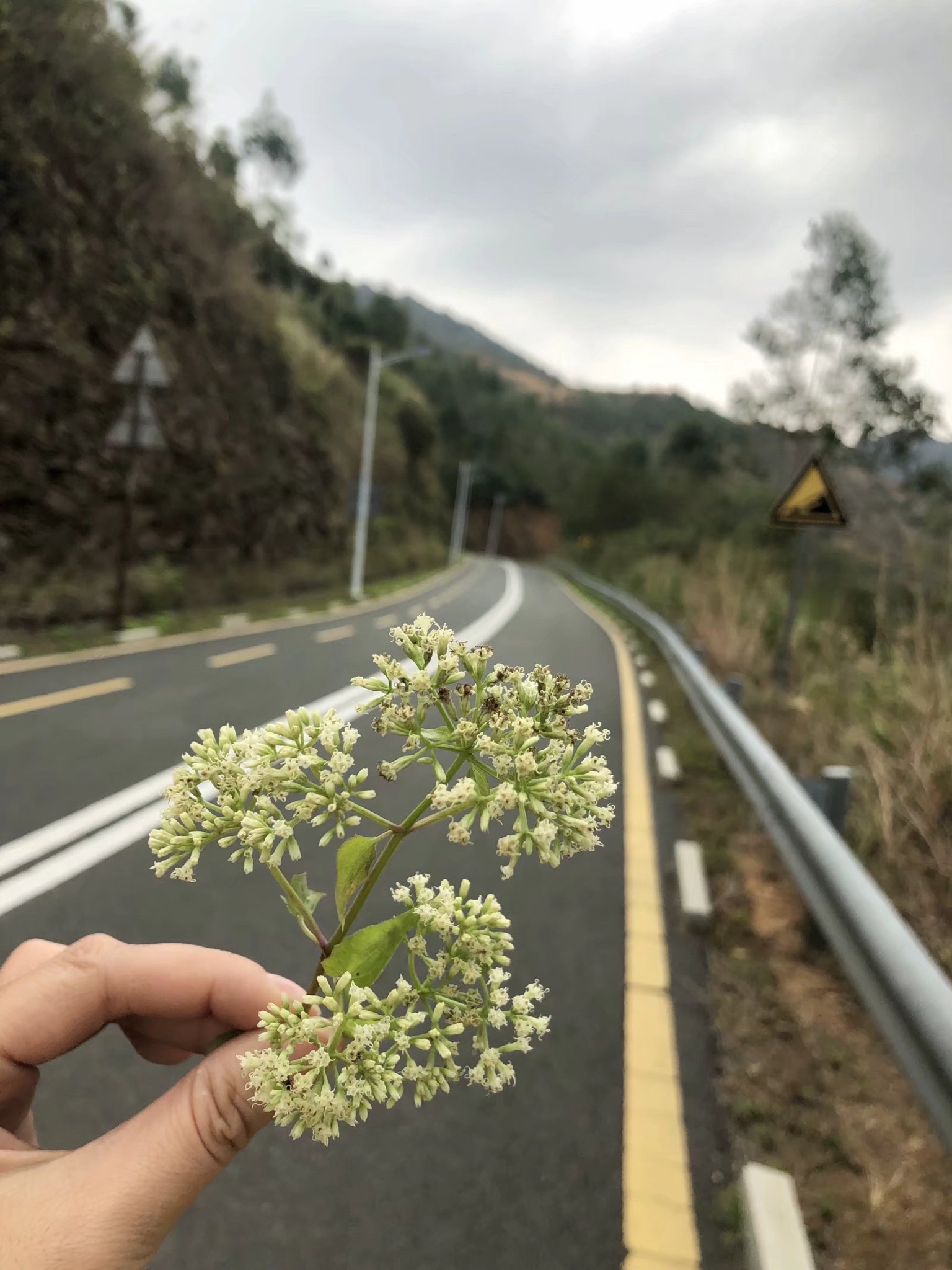 新丰江森林公园-九里湖畔旅行图片