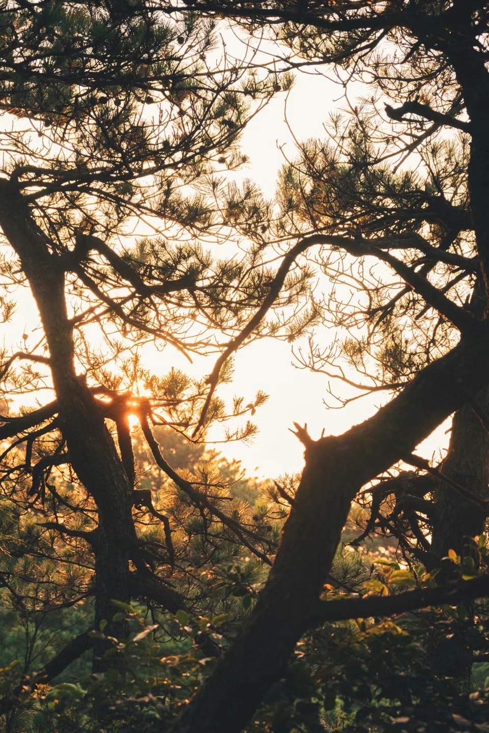 白莲广场旅行图片