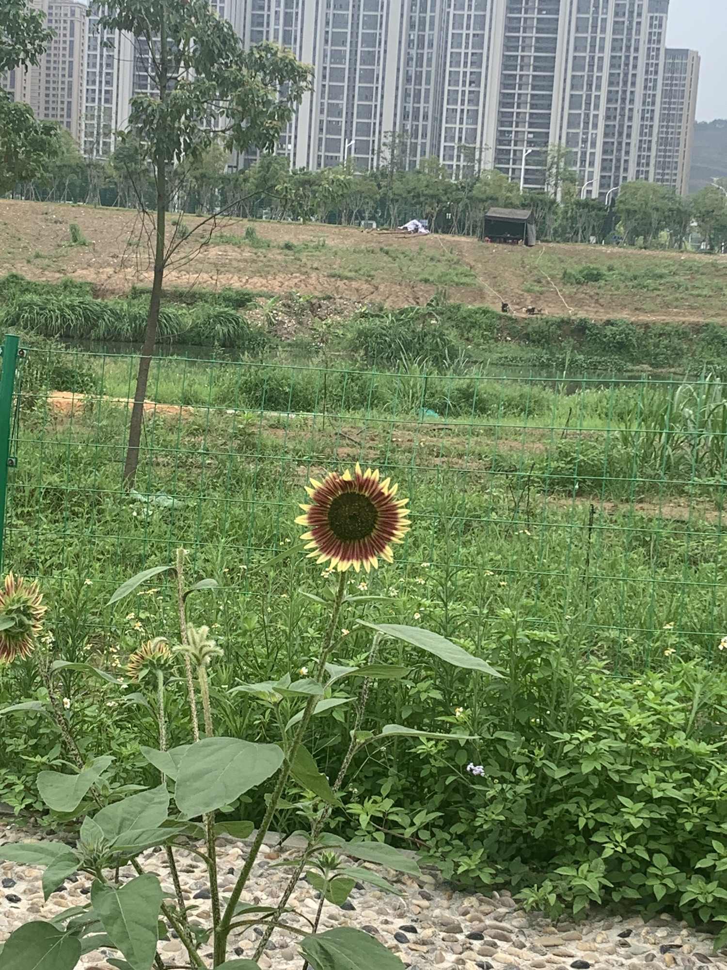 福清市湿地公园