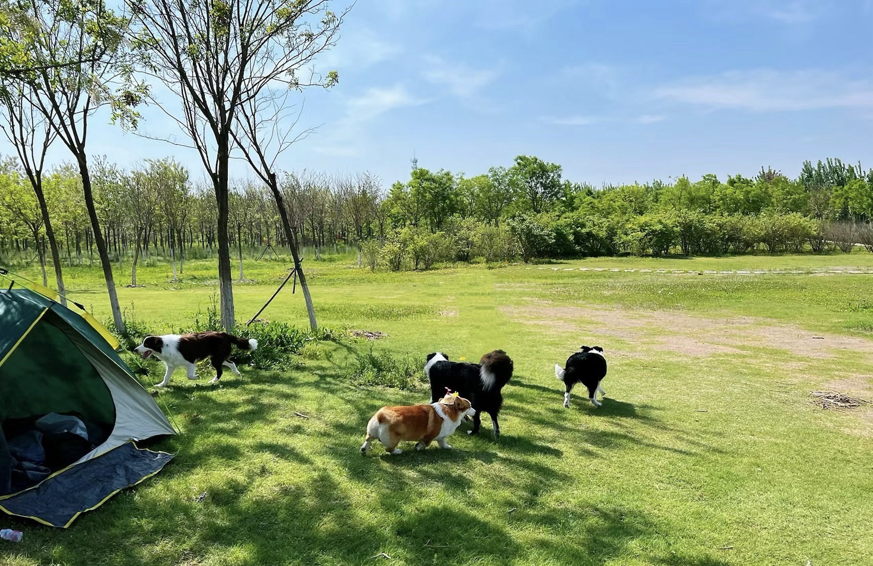 东丽郊野公园旅行图片