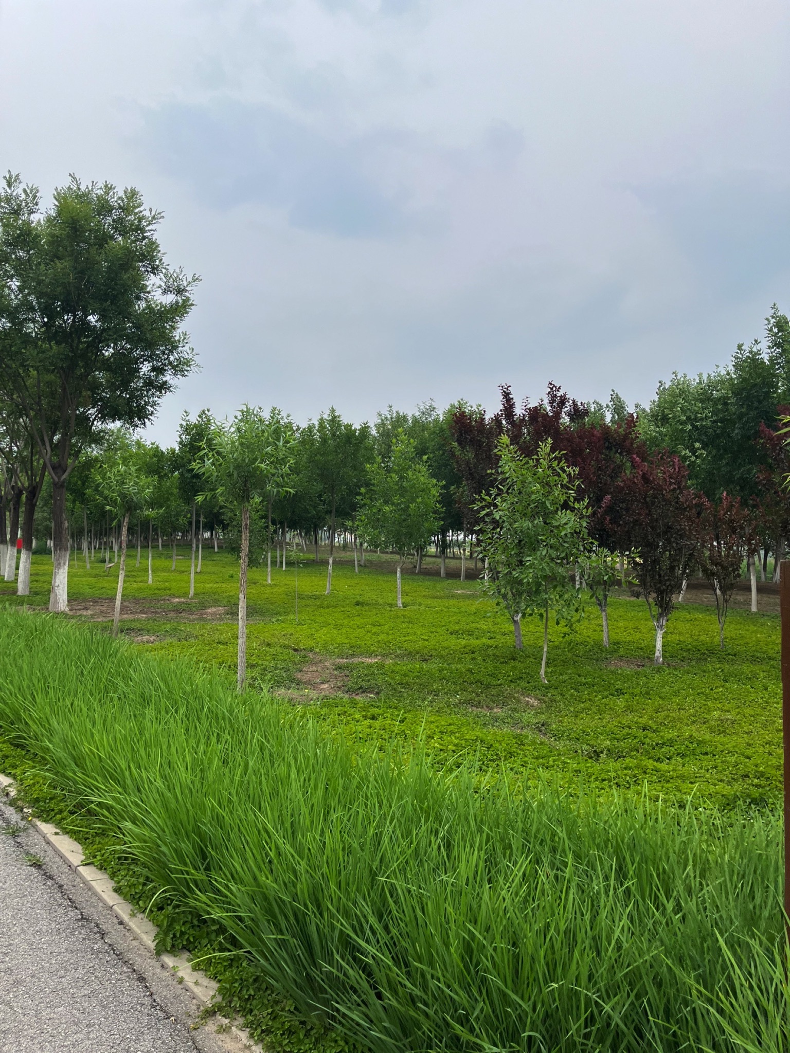 东丽郊野公园旅行图片