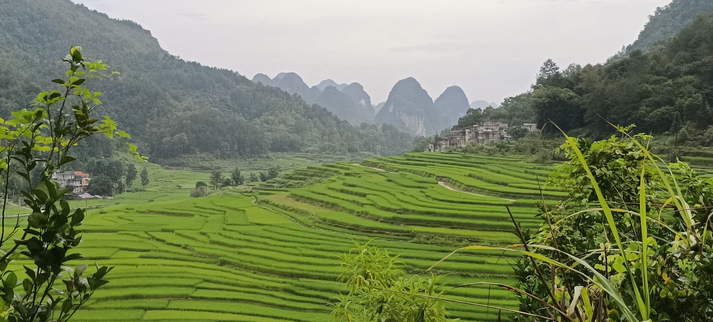 巴泽梯田旅行图片