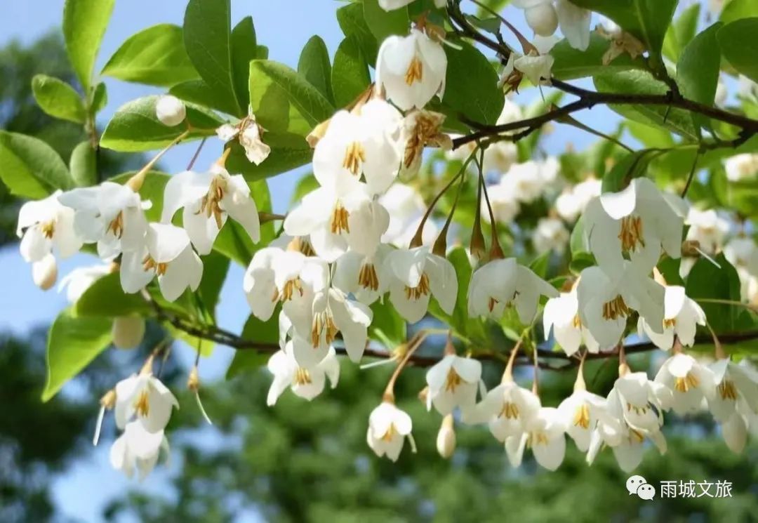 周公山温泉公园旅行图片