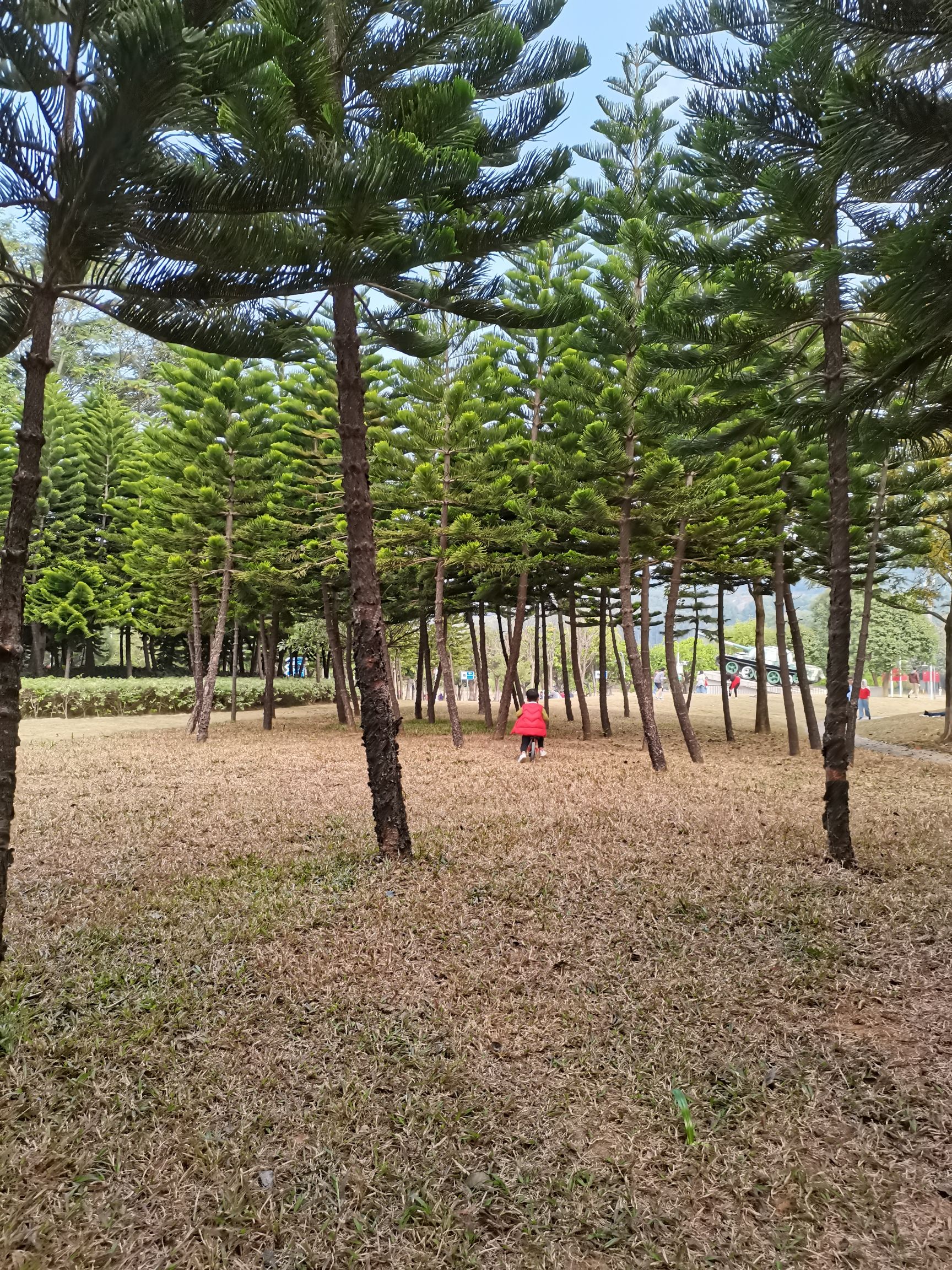 红花岭公园旅行图片