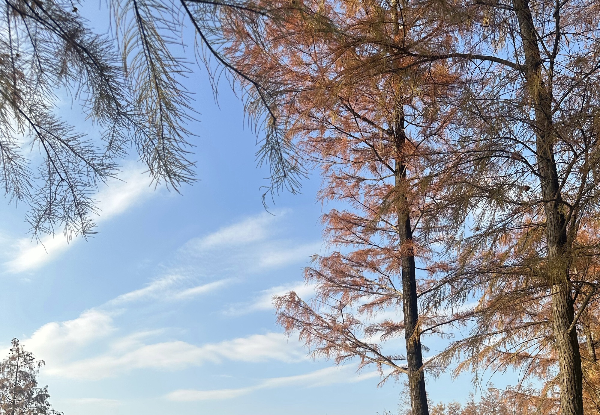 红花岭公园旅行图片