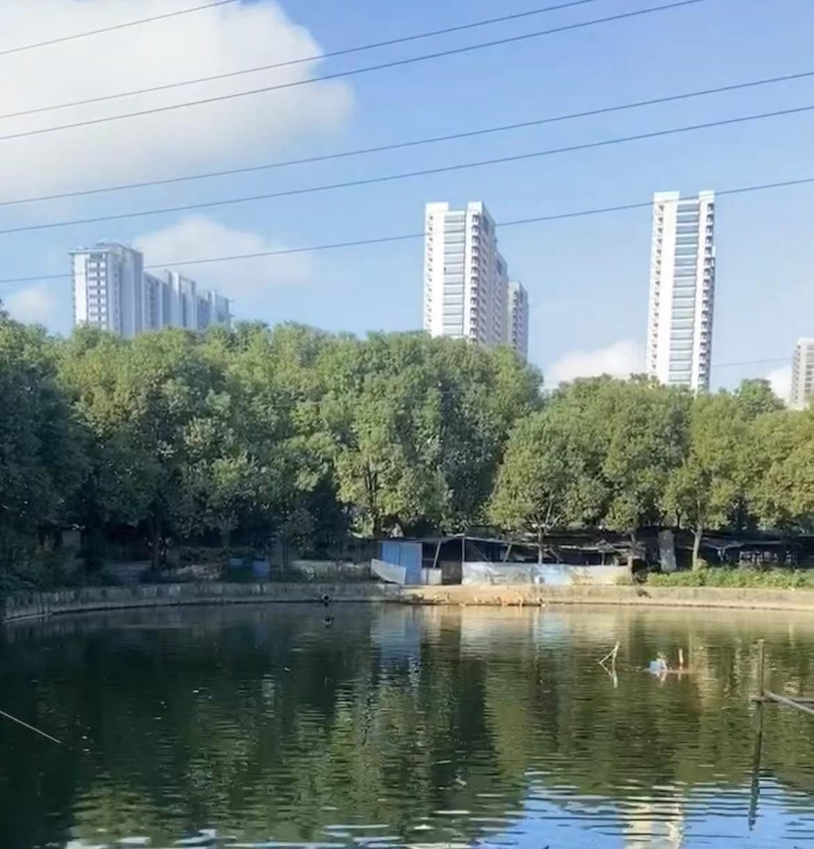 琴山园