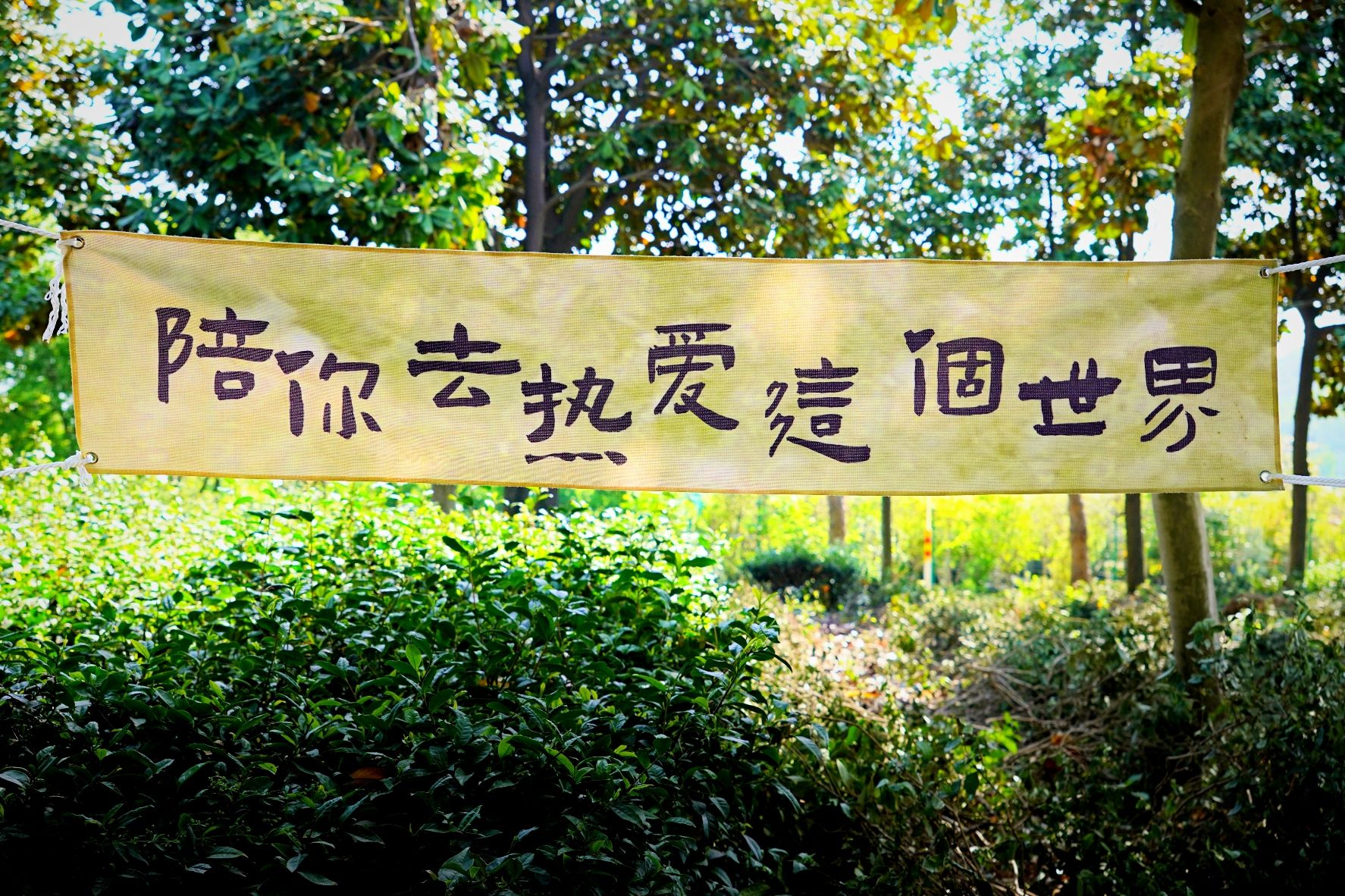 多多花园