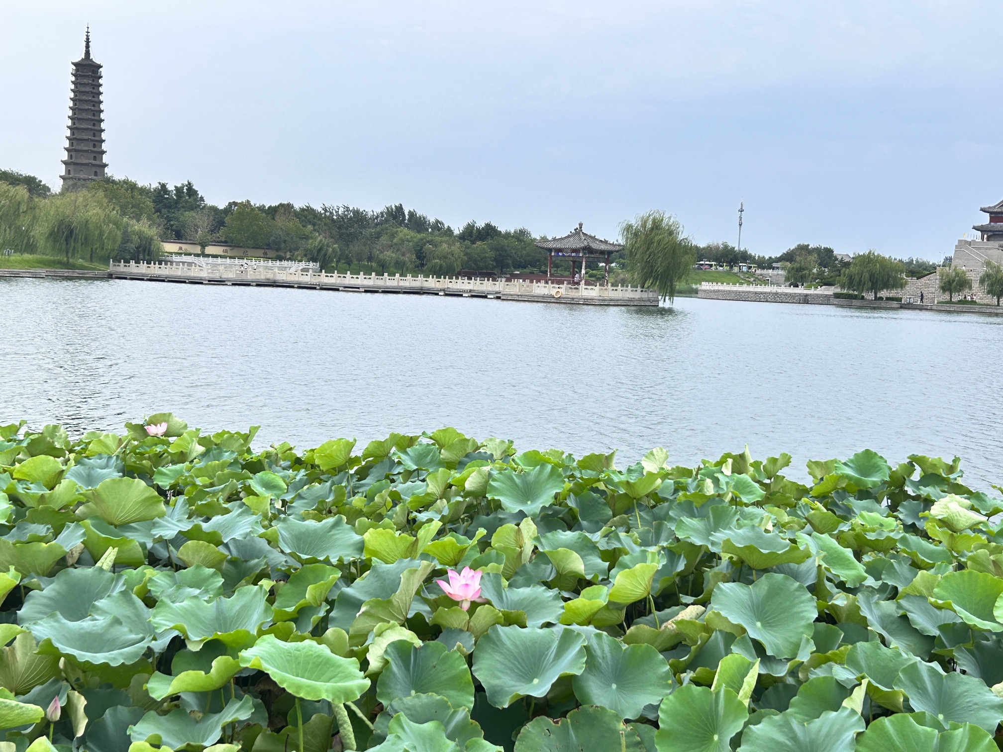 荷花湾公园