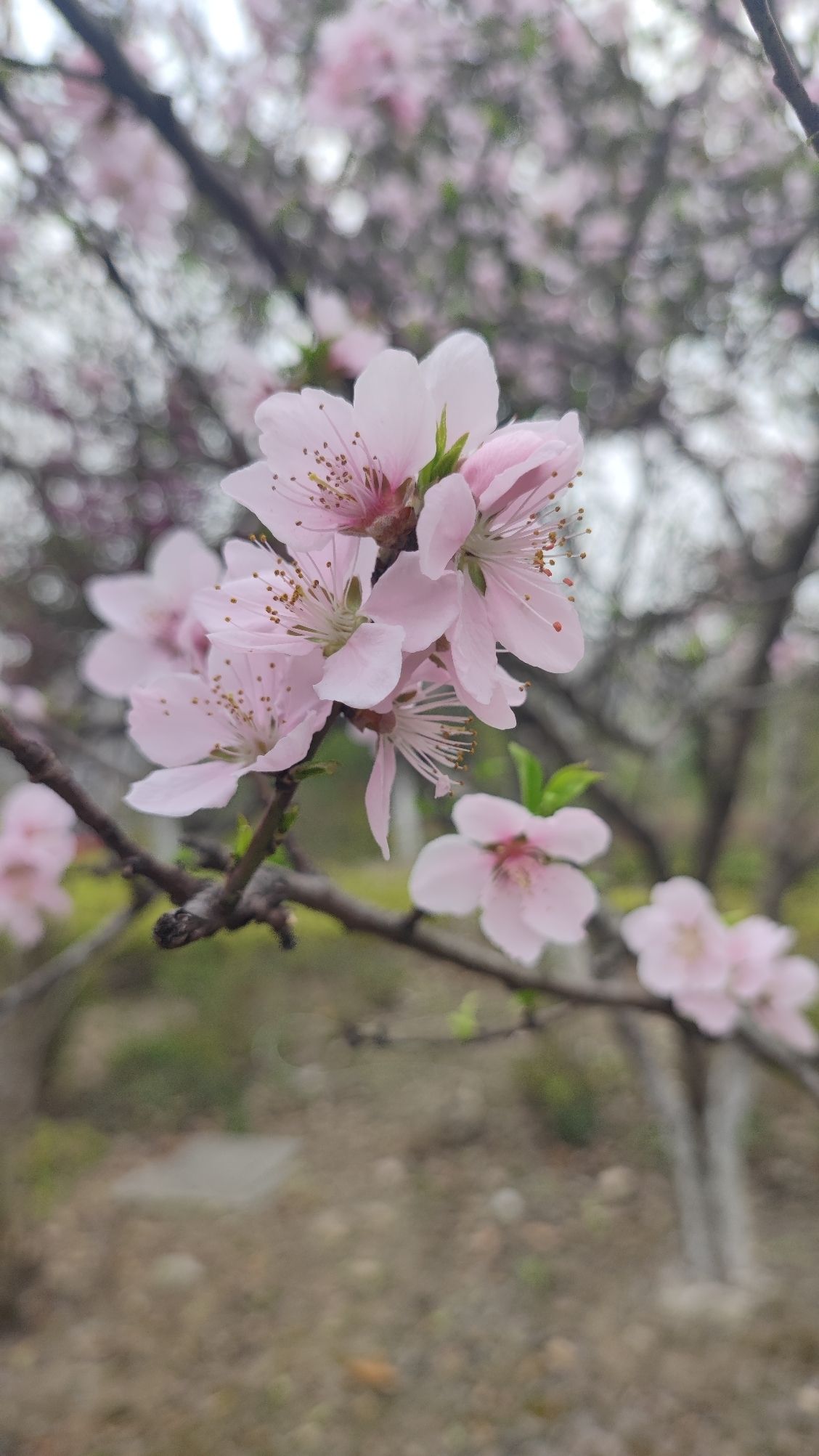 沙洲湖