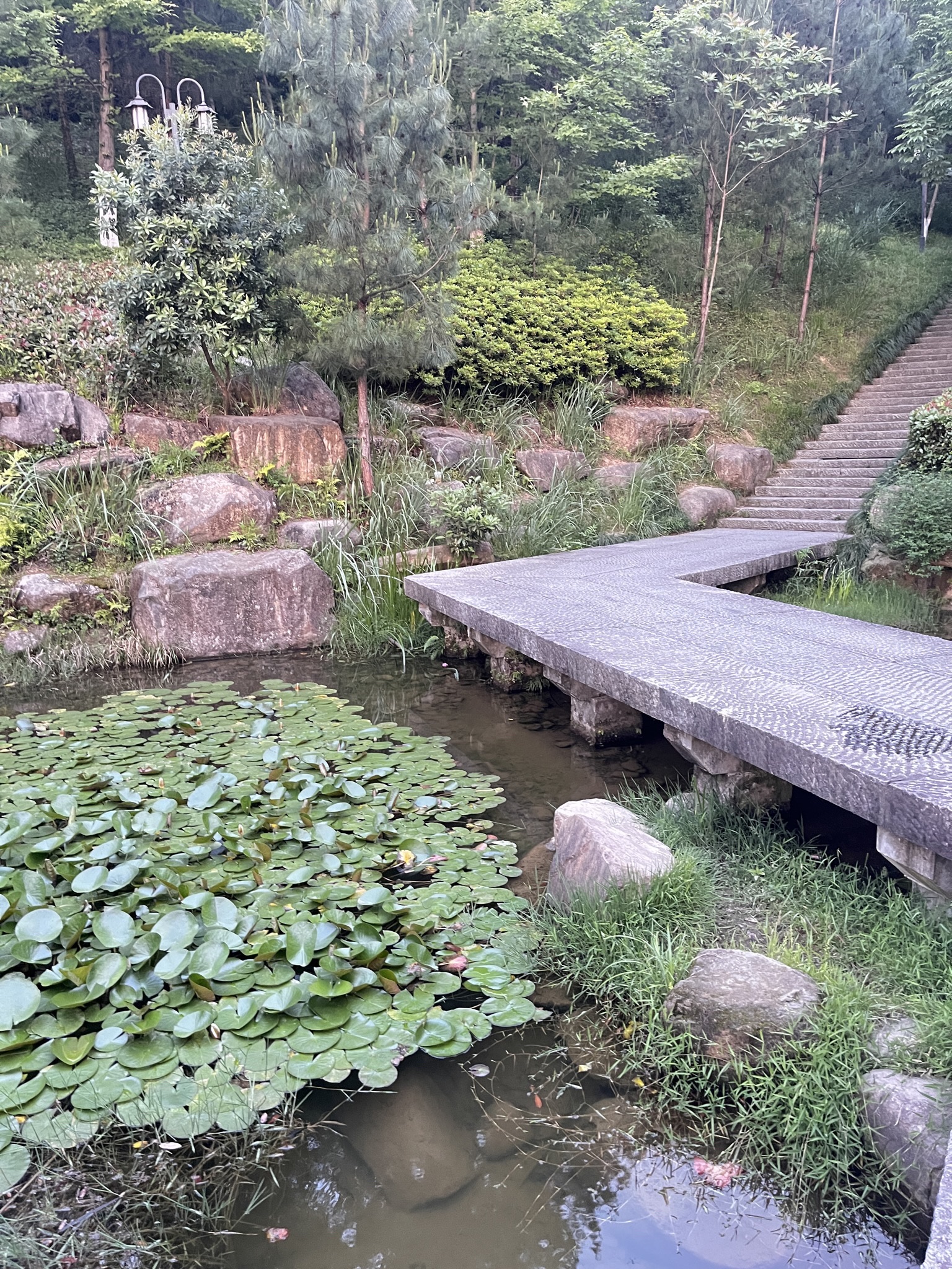 凤凰山森林公园旅行图片