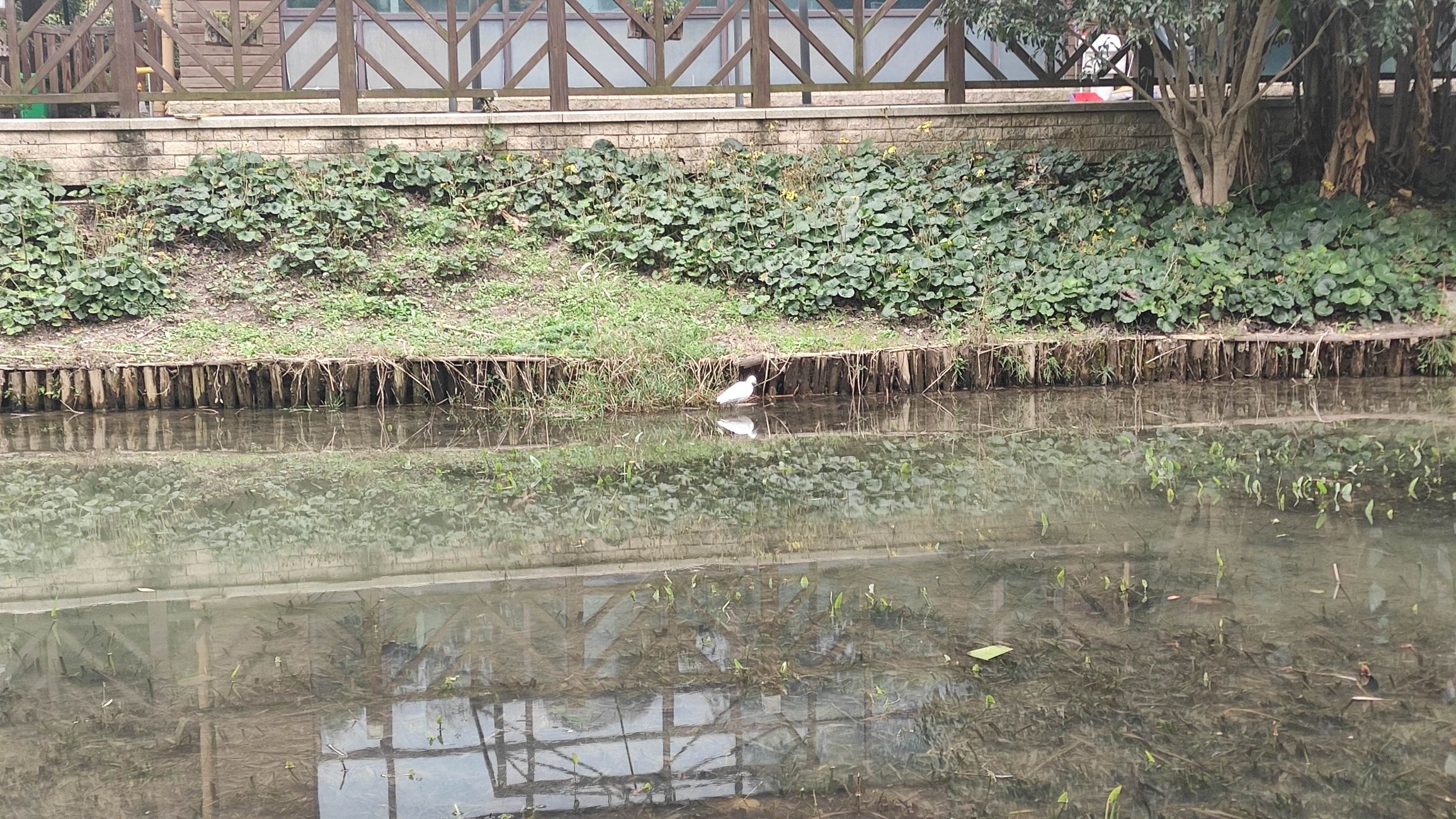 湖滨绿地