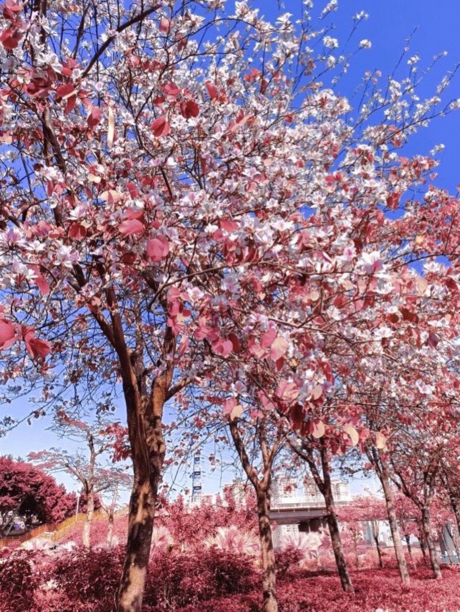 红楼滩公园旅行图片