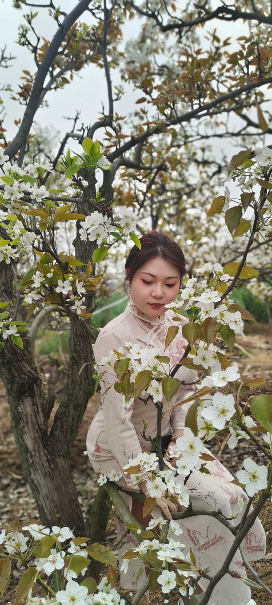 大河村梨花沟旅行图片