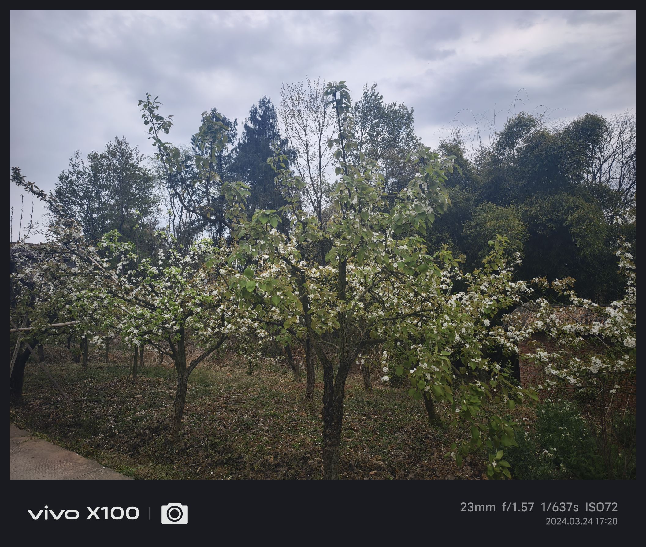 大河村梨花沟旅行图片