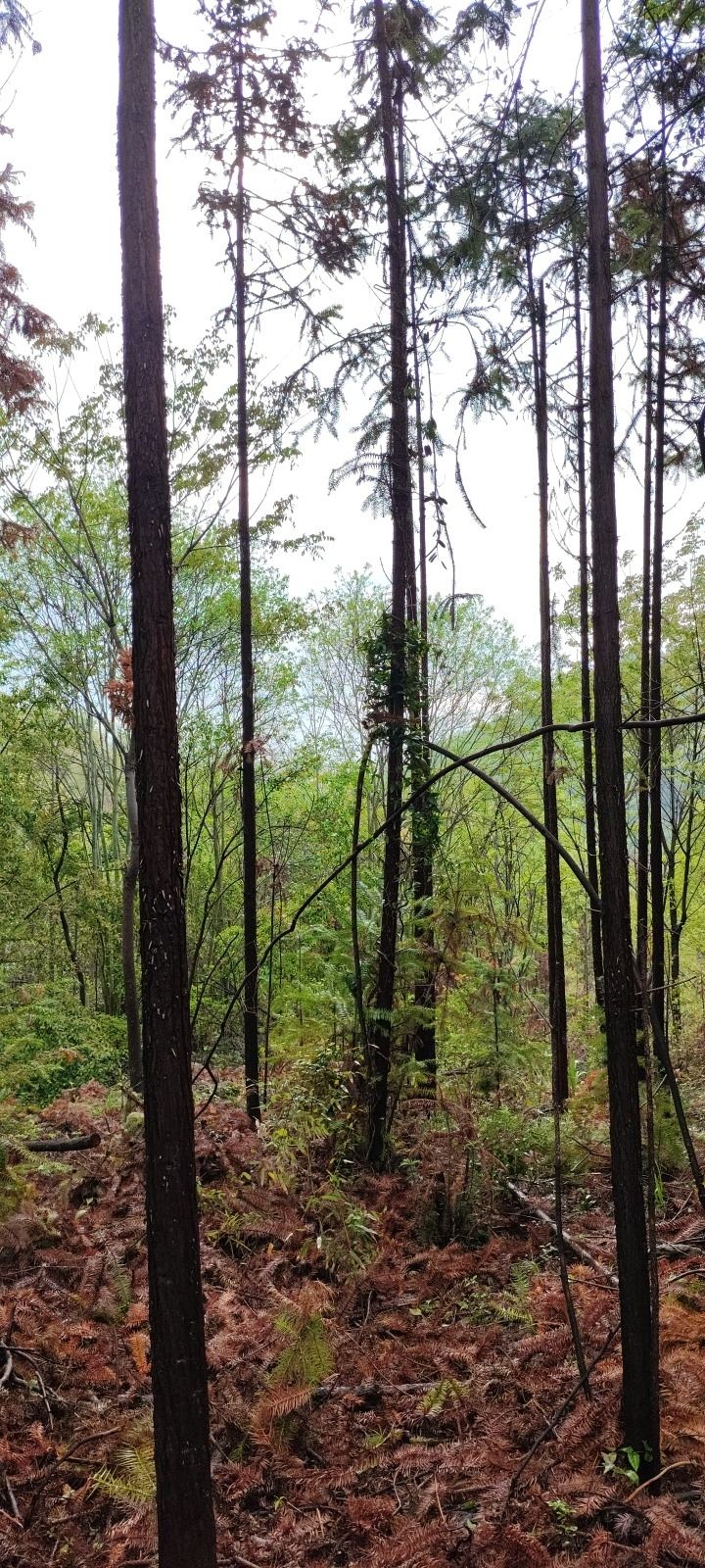 羊牯洞生态旅游风景区