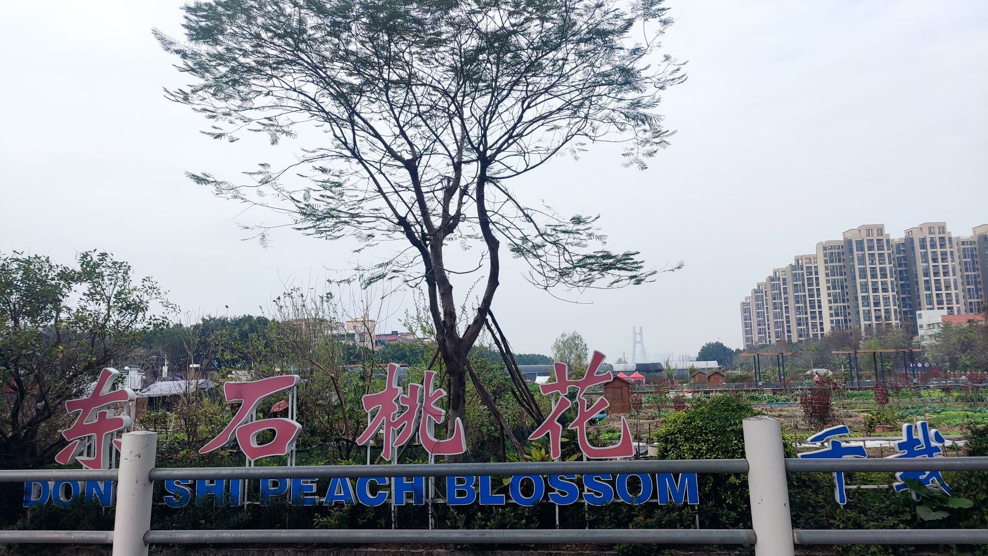 荔湾区海北东石桃花公园旅行图片