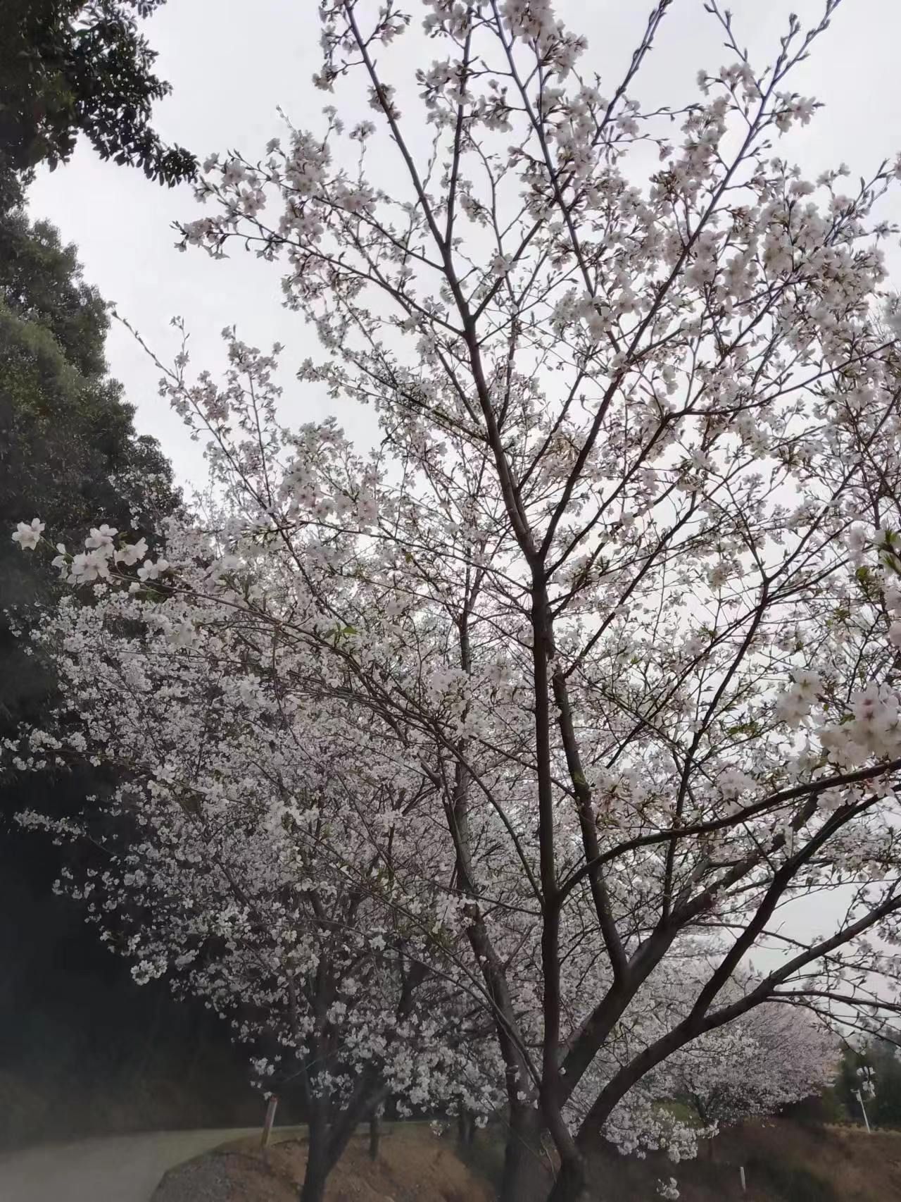岳阳市林科所森林生态博览园