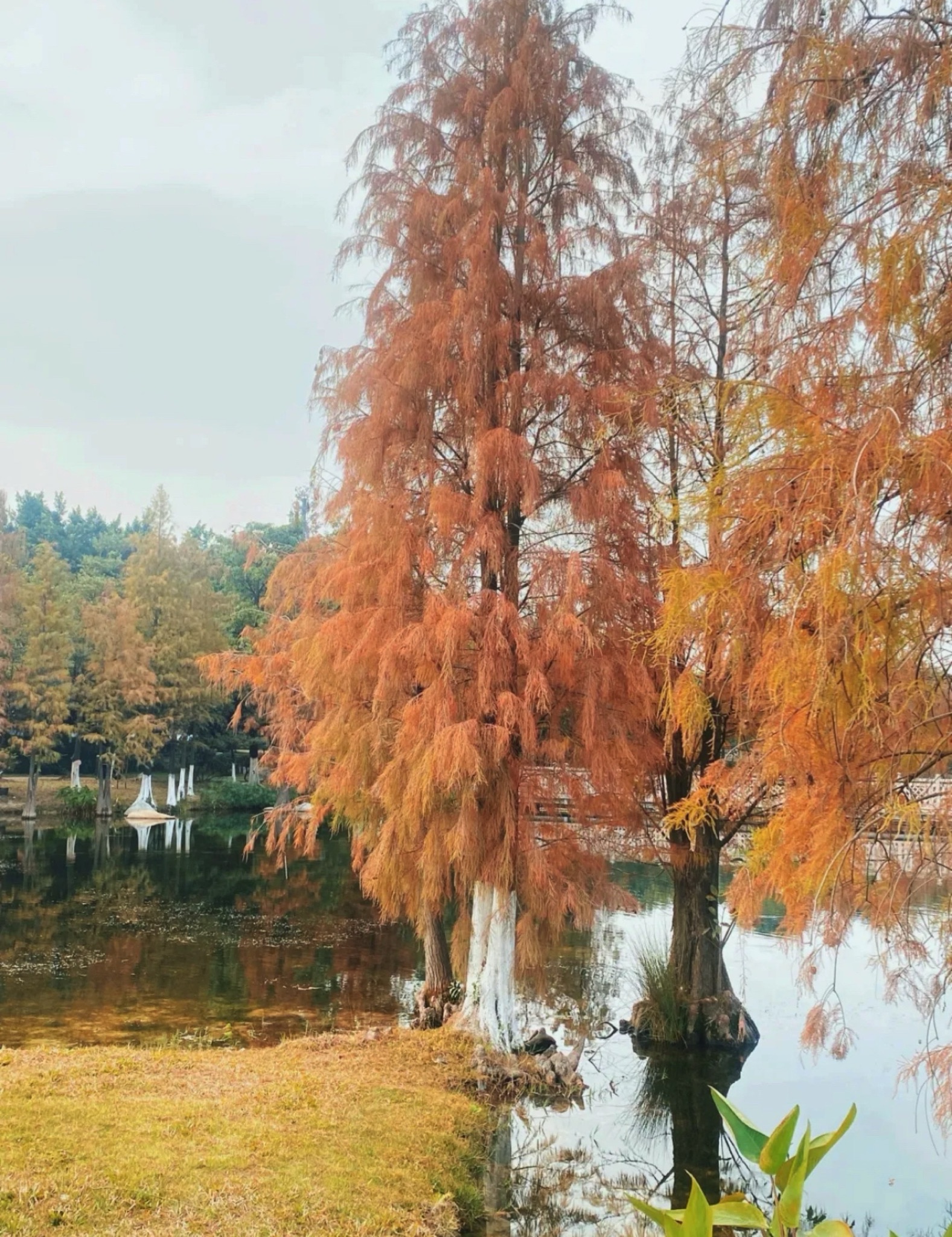 白云中央湿地旅行图片
