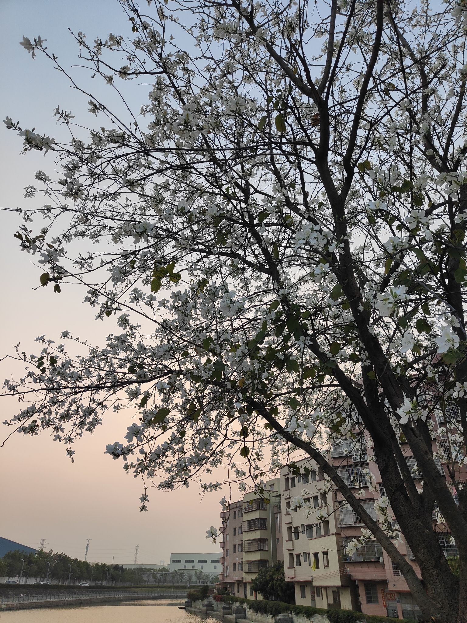 夏园湖