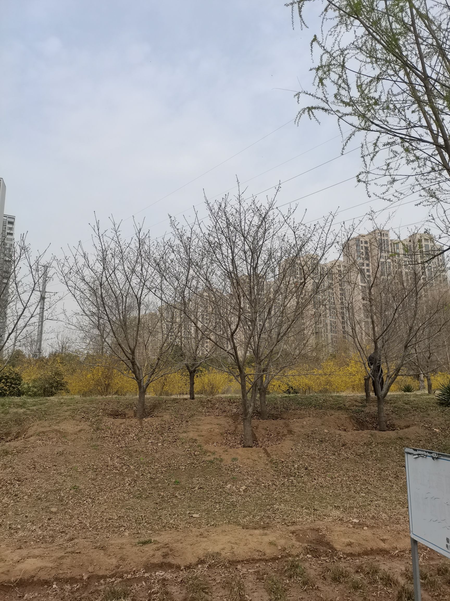 伊洛河湿地公园