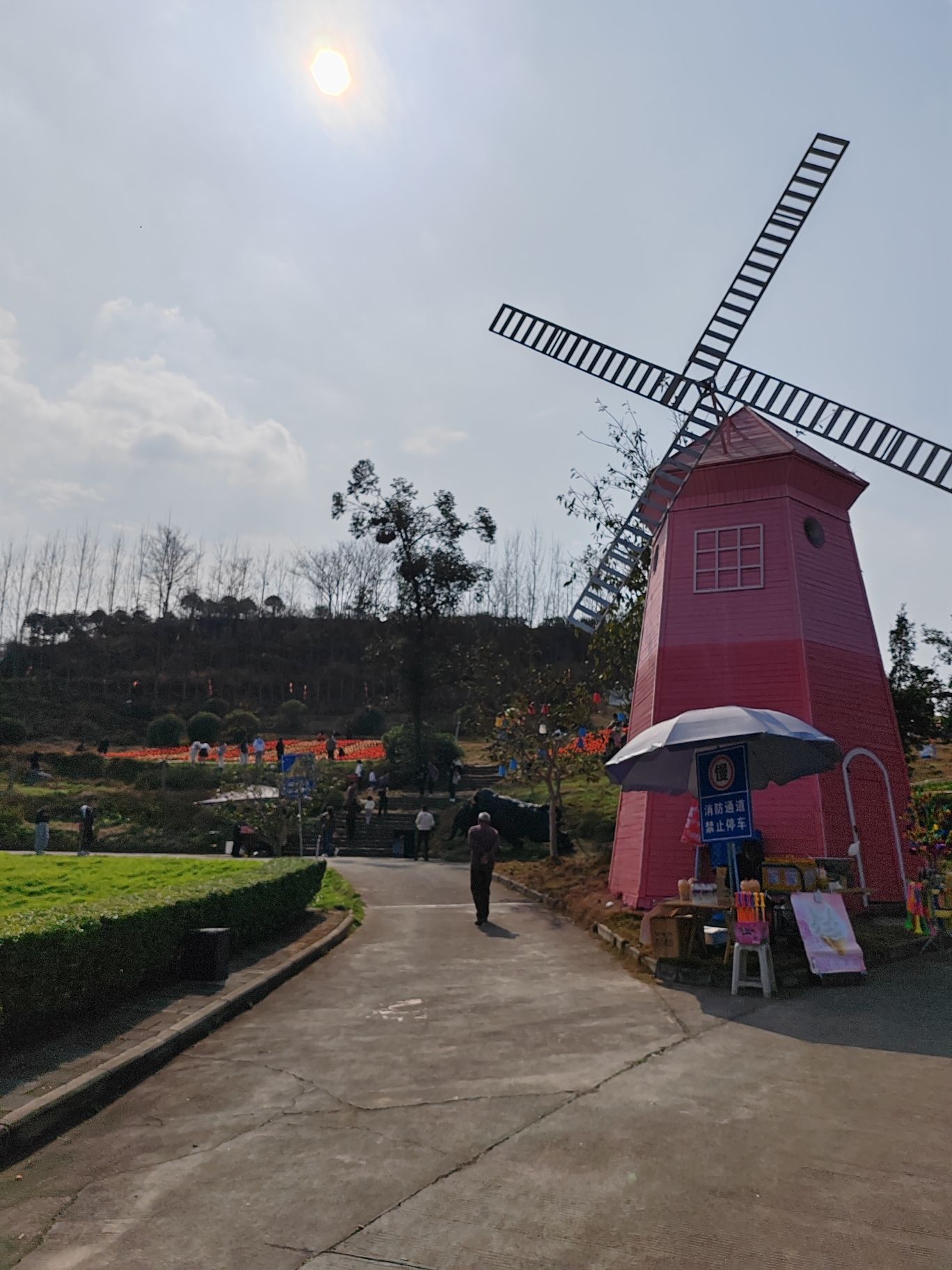 永安郁金香基地