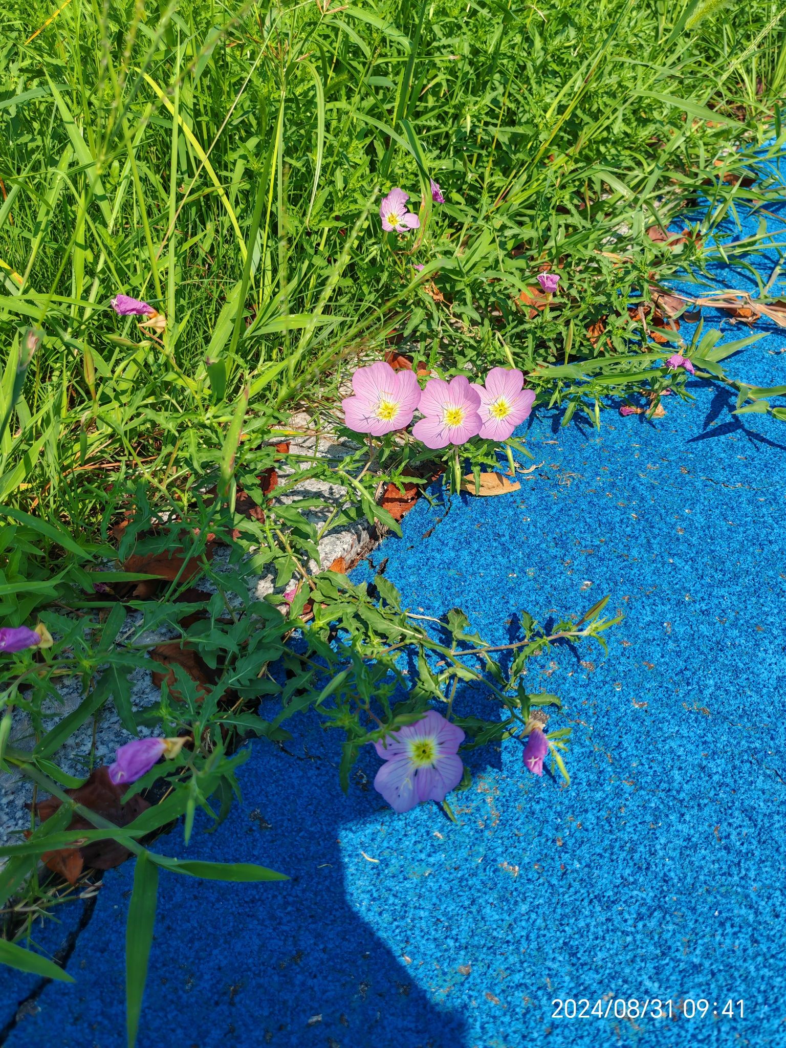 灌南县硕项湖湿地公园